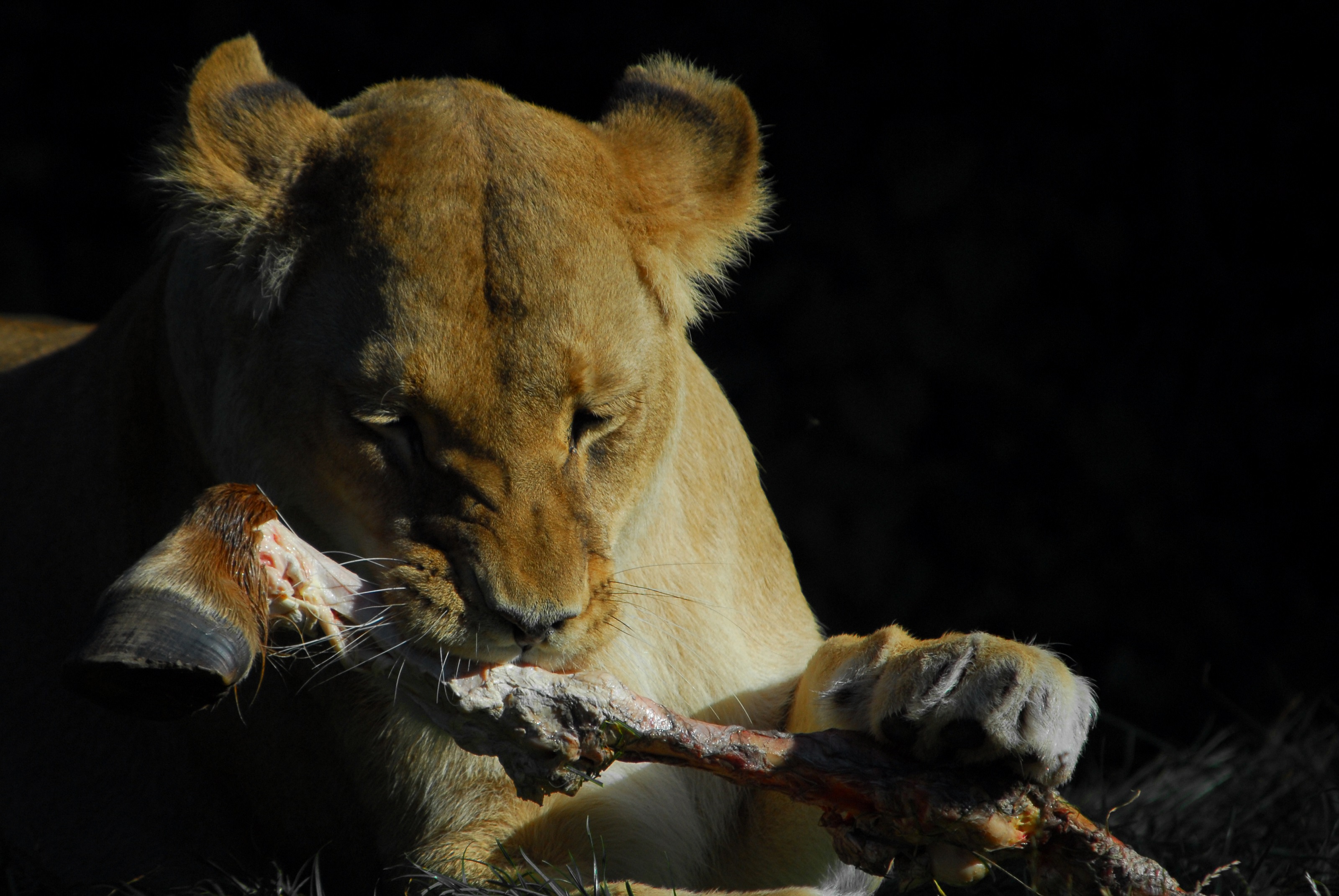 Hunløve gnaver i hesteben i Odense ZOO