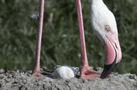 Flamingo med aeg i rede i Odense ZOO