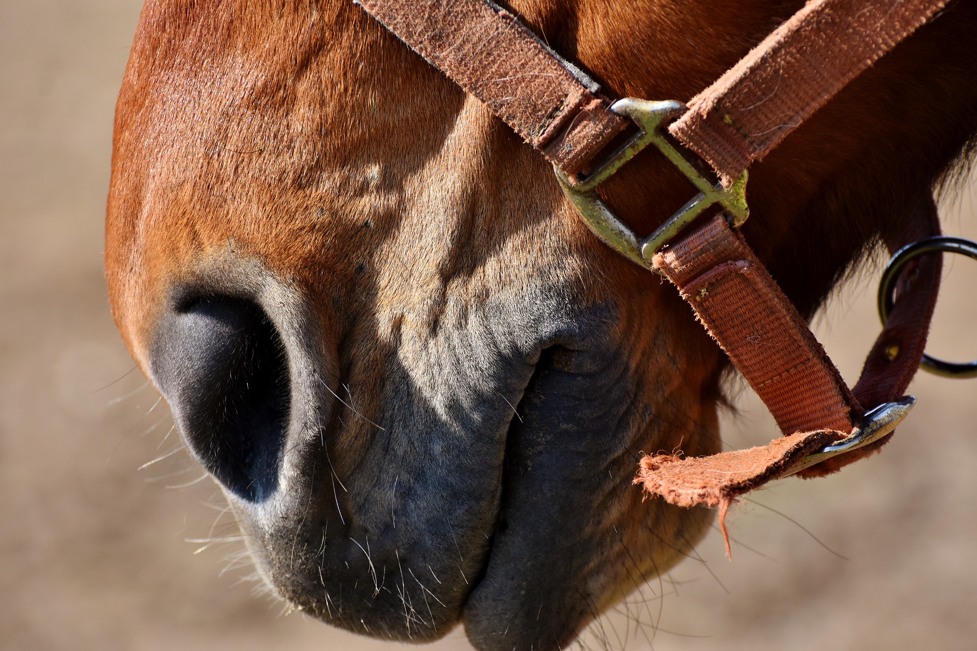 Hestemule i Odense ZOO