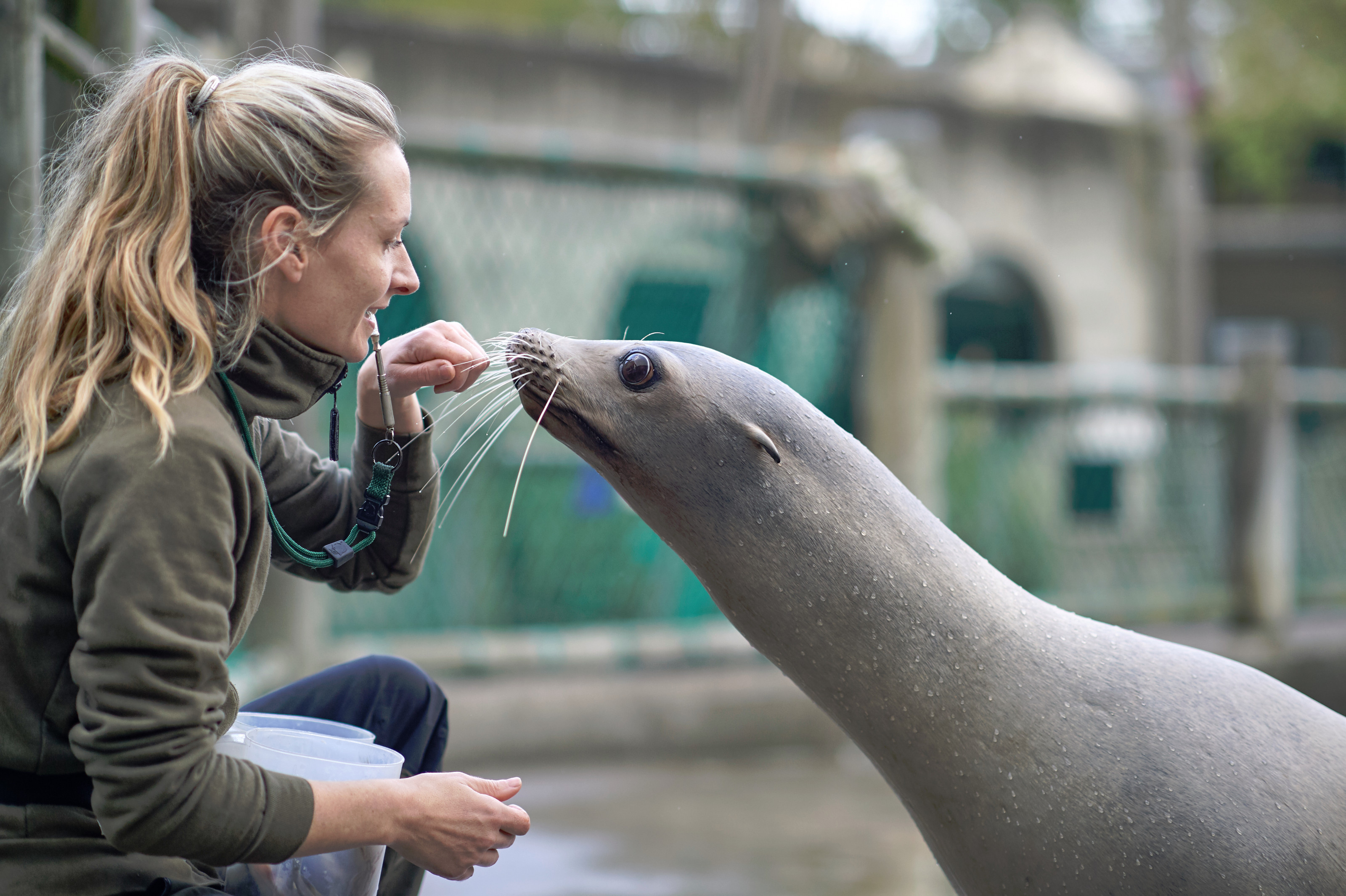 Træning af søløve i Odense ZOO