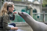 Træning af søløve i Odense ZOO