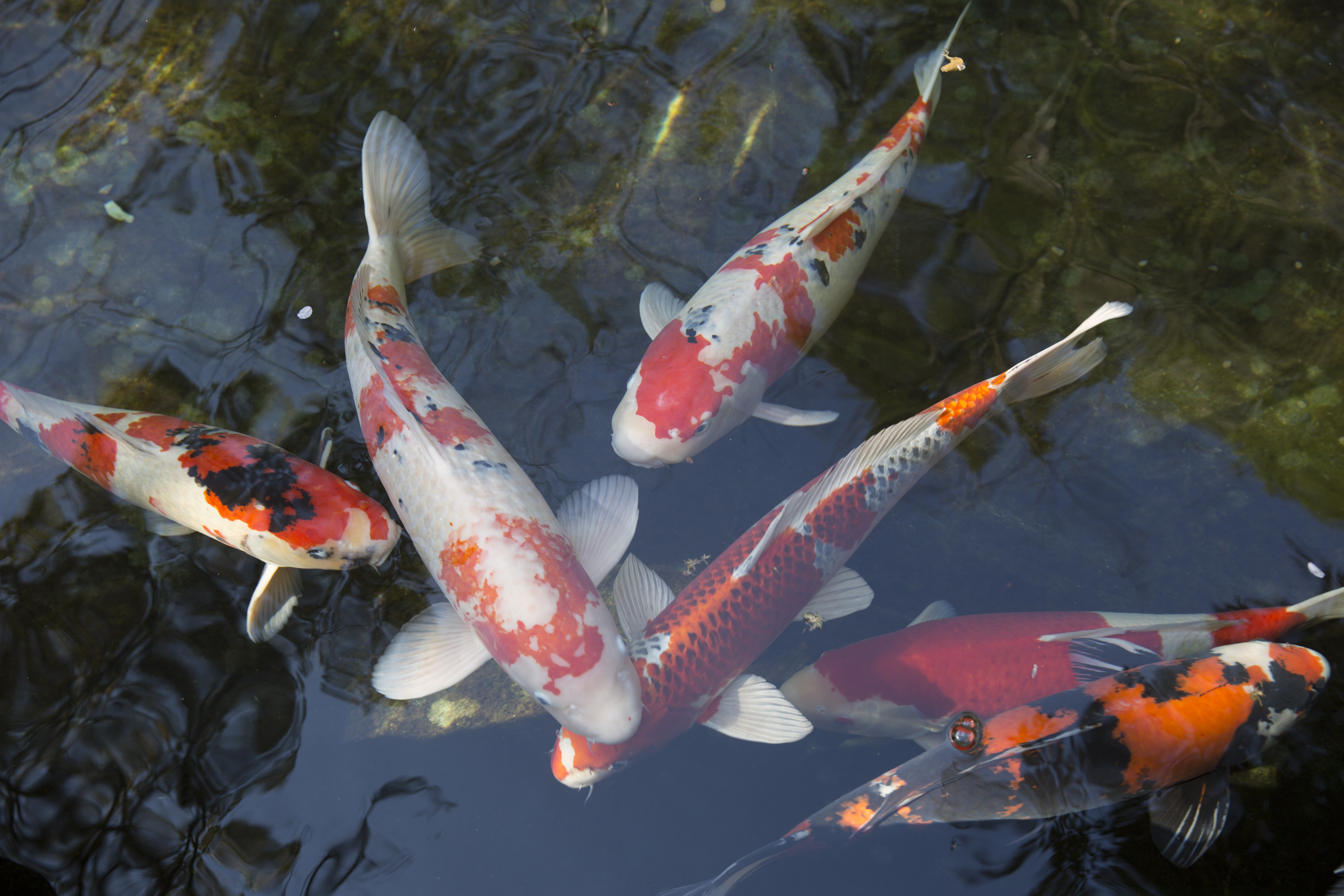 Koikarper i Odense ZOO