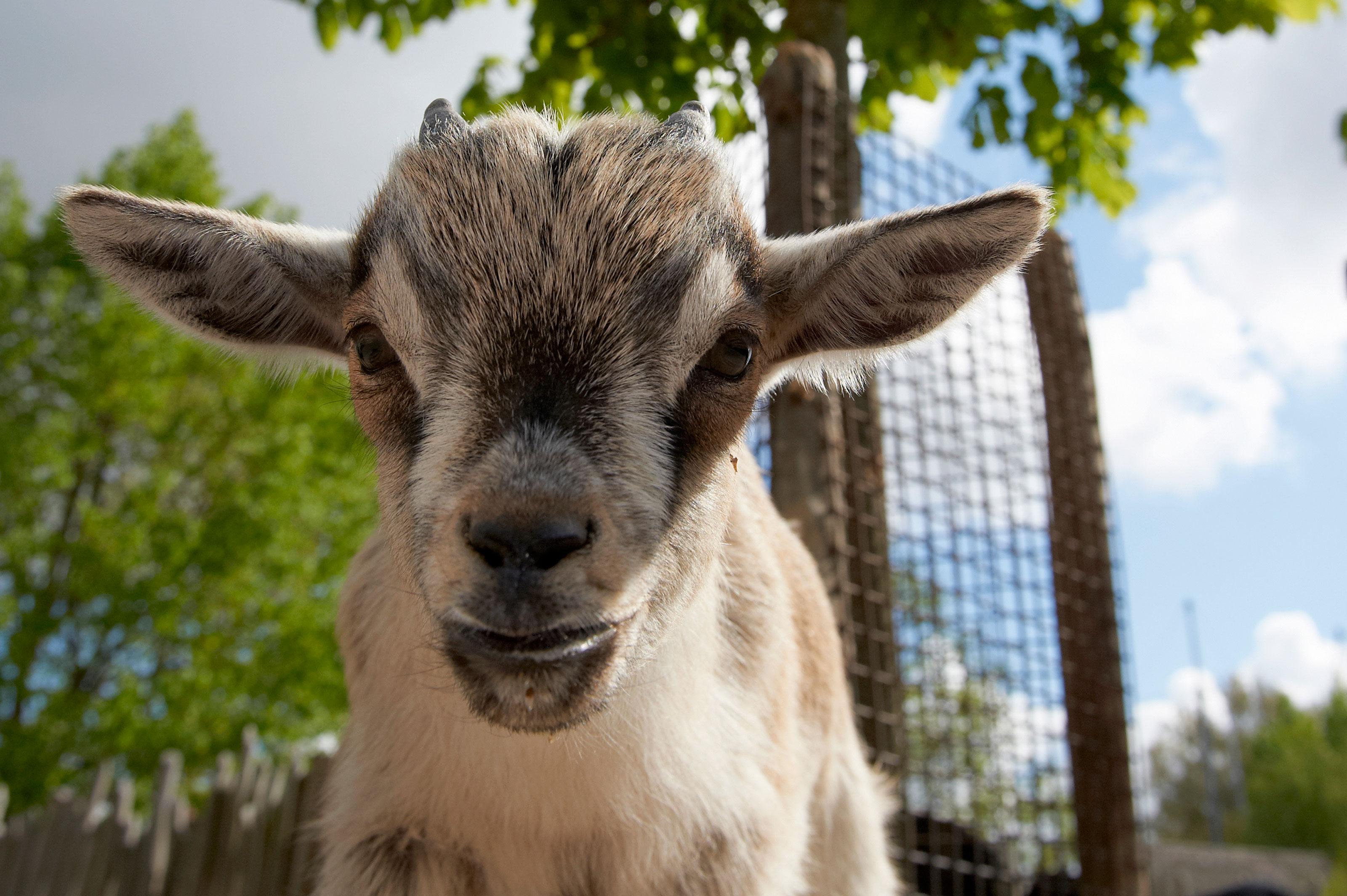 Gedekid dværgged close up Odense Zoo