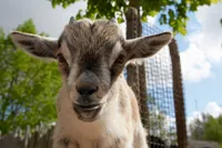 Gedekid dværgged close up Odense Zoo