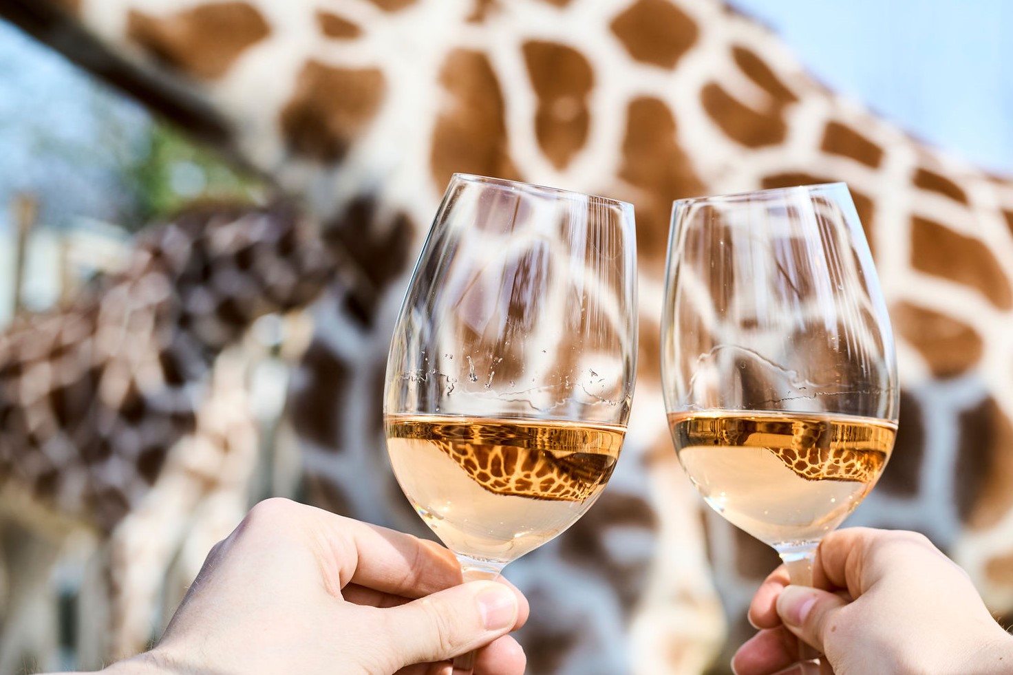 Rosesmagning i Odense ZOO med udsigt til giraffer