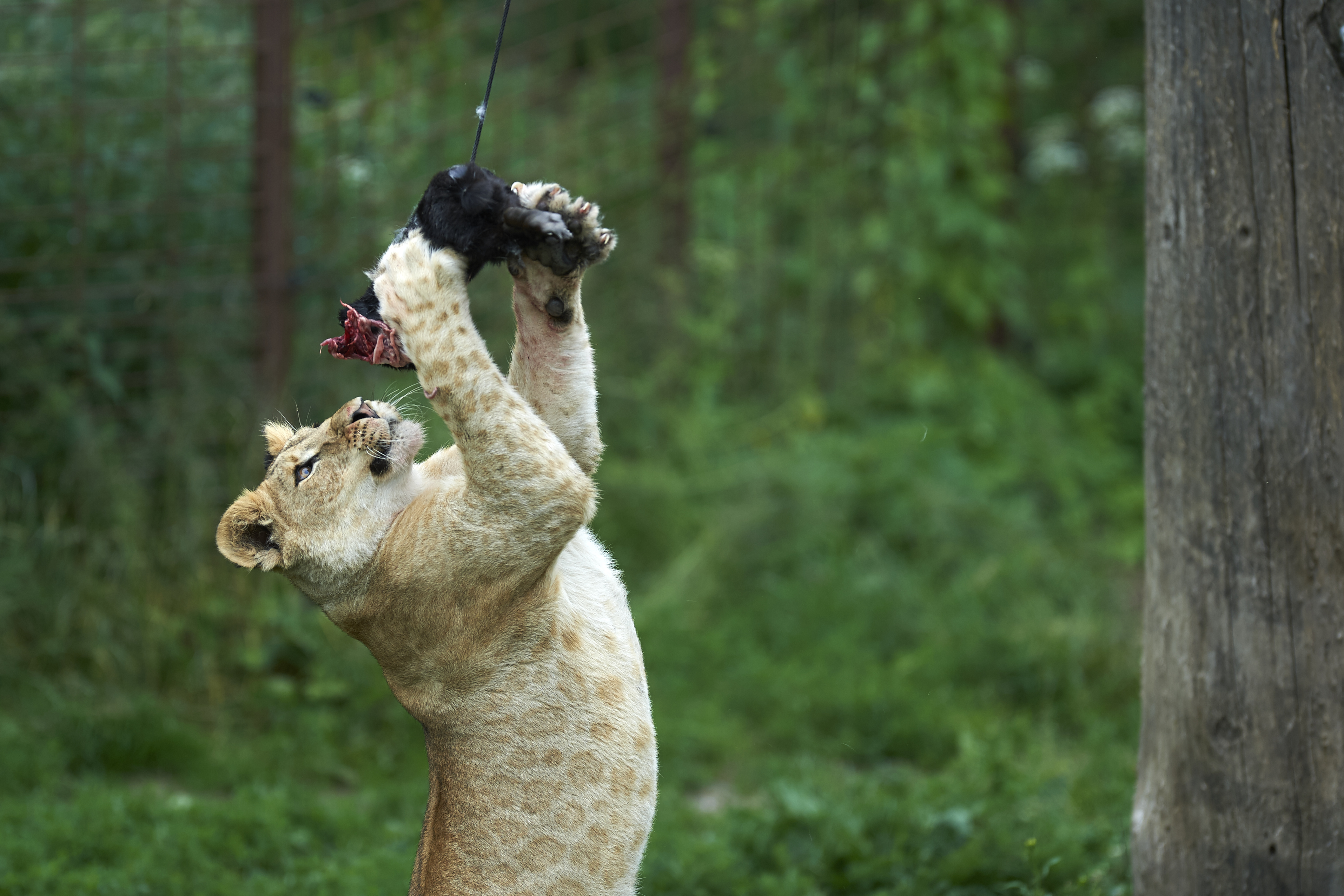 Løvefodring i Odense ZOO