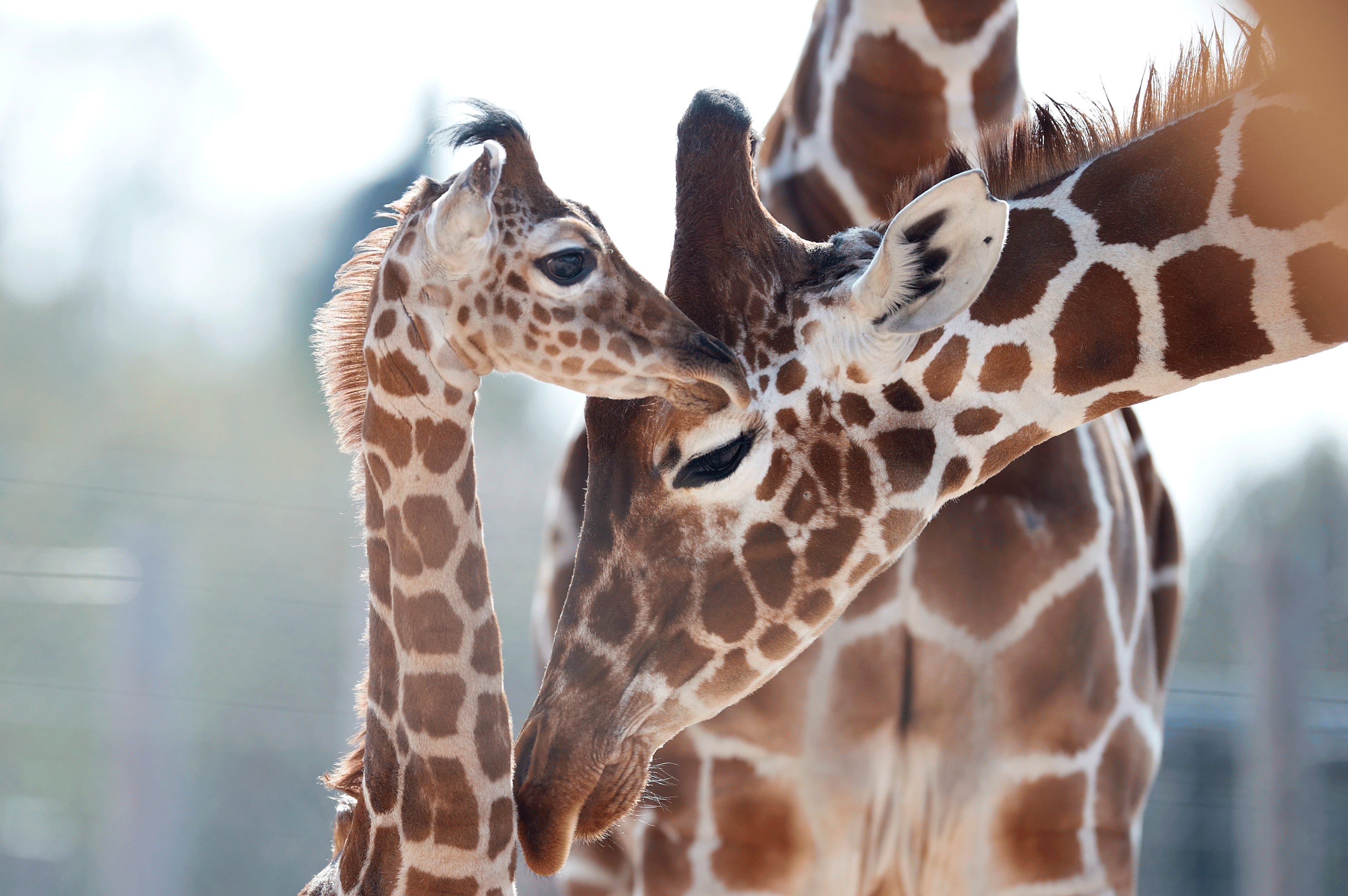 Giraf unge med mor i Odense ZOO