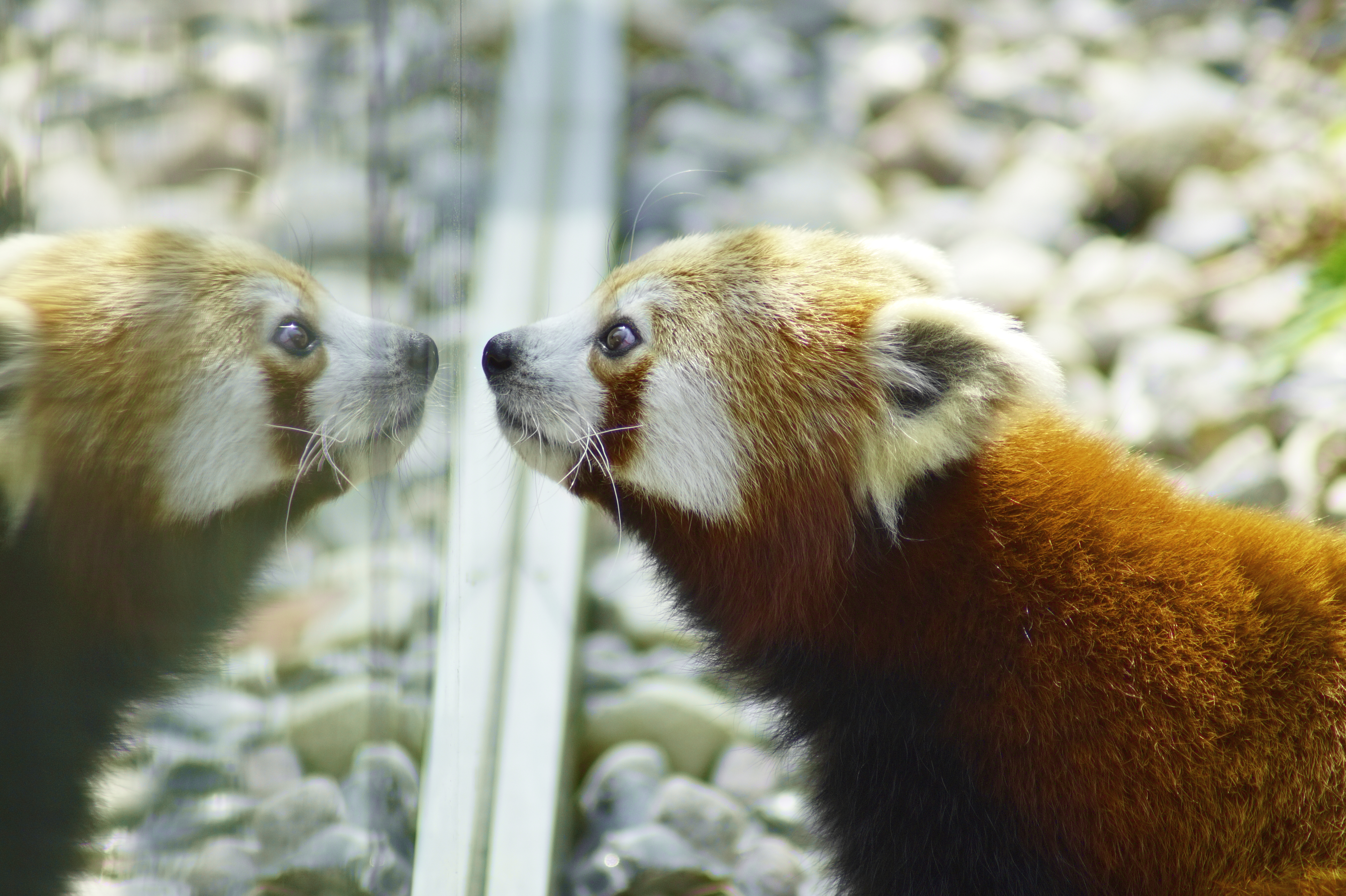 Rød panda i Odense ZOO spejler sig i rude