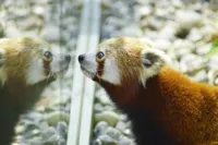 Rød panda i Odense ZOO spejler sig i rude