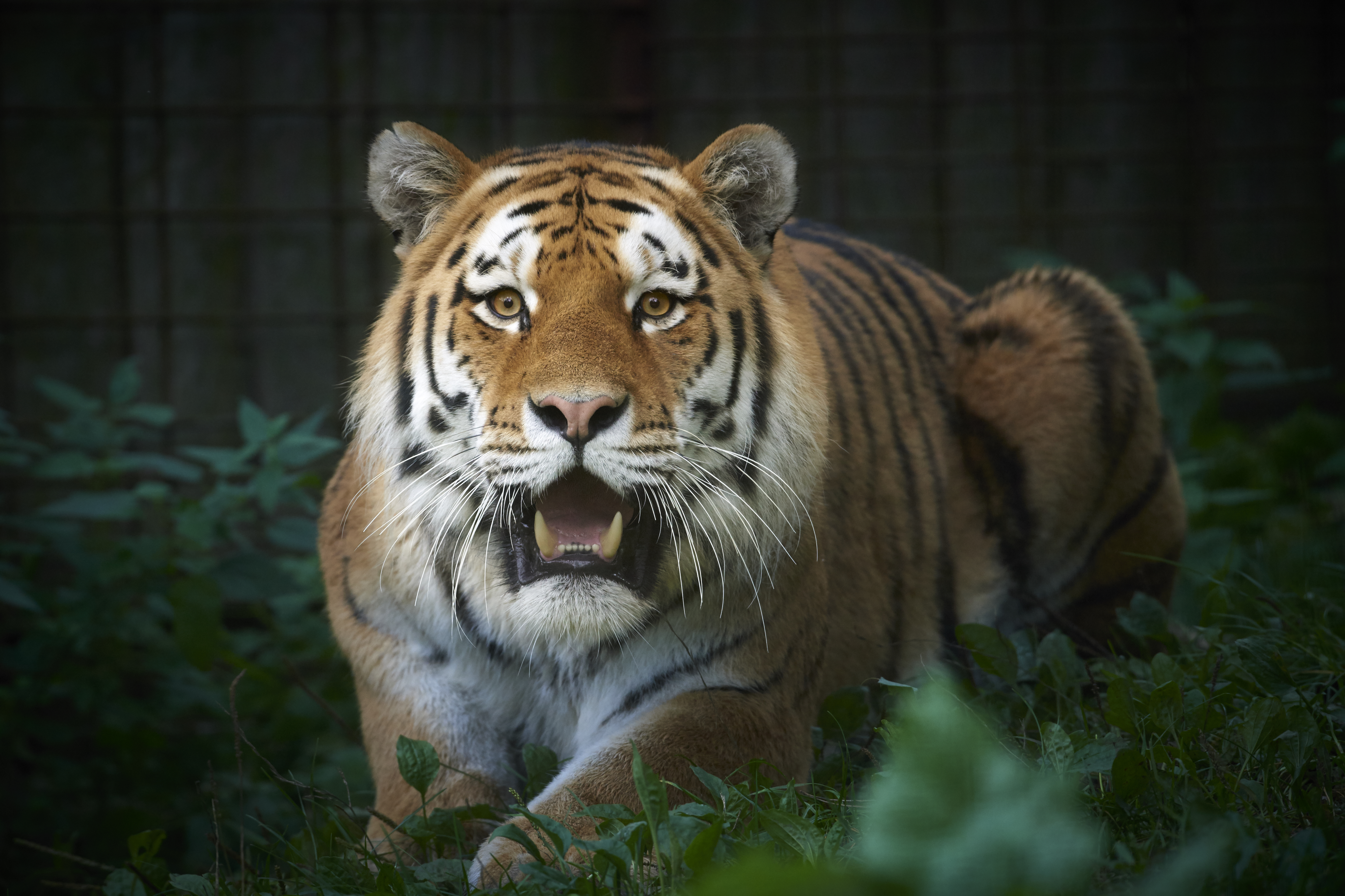 Tiger på lur i Odense ZOO