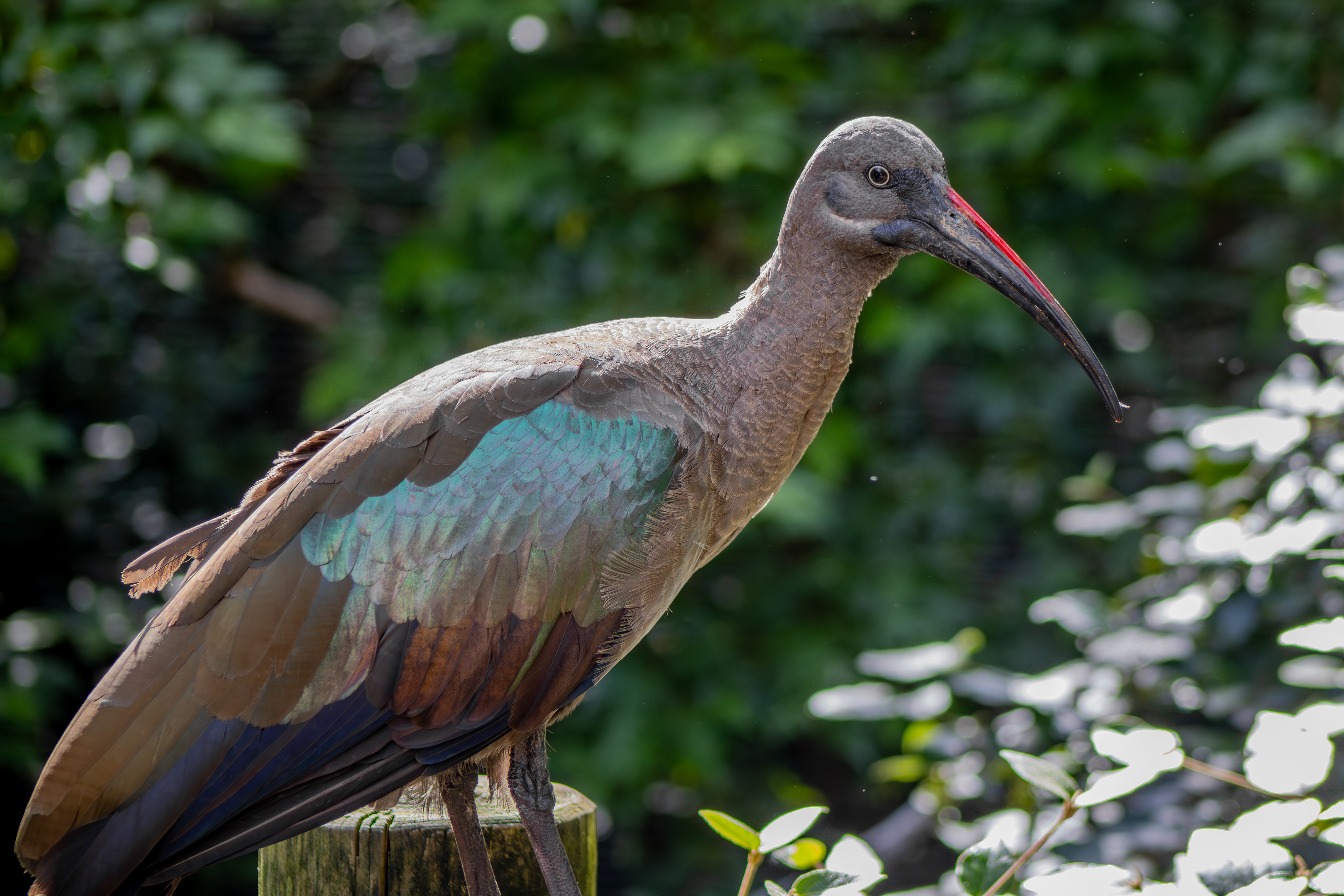 Hadada Ibis, Istock