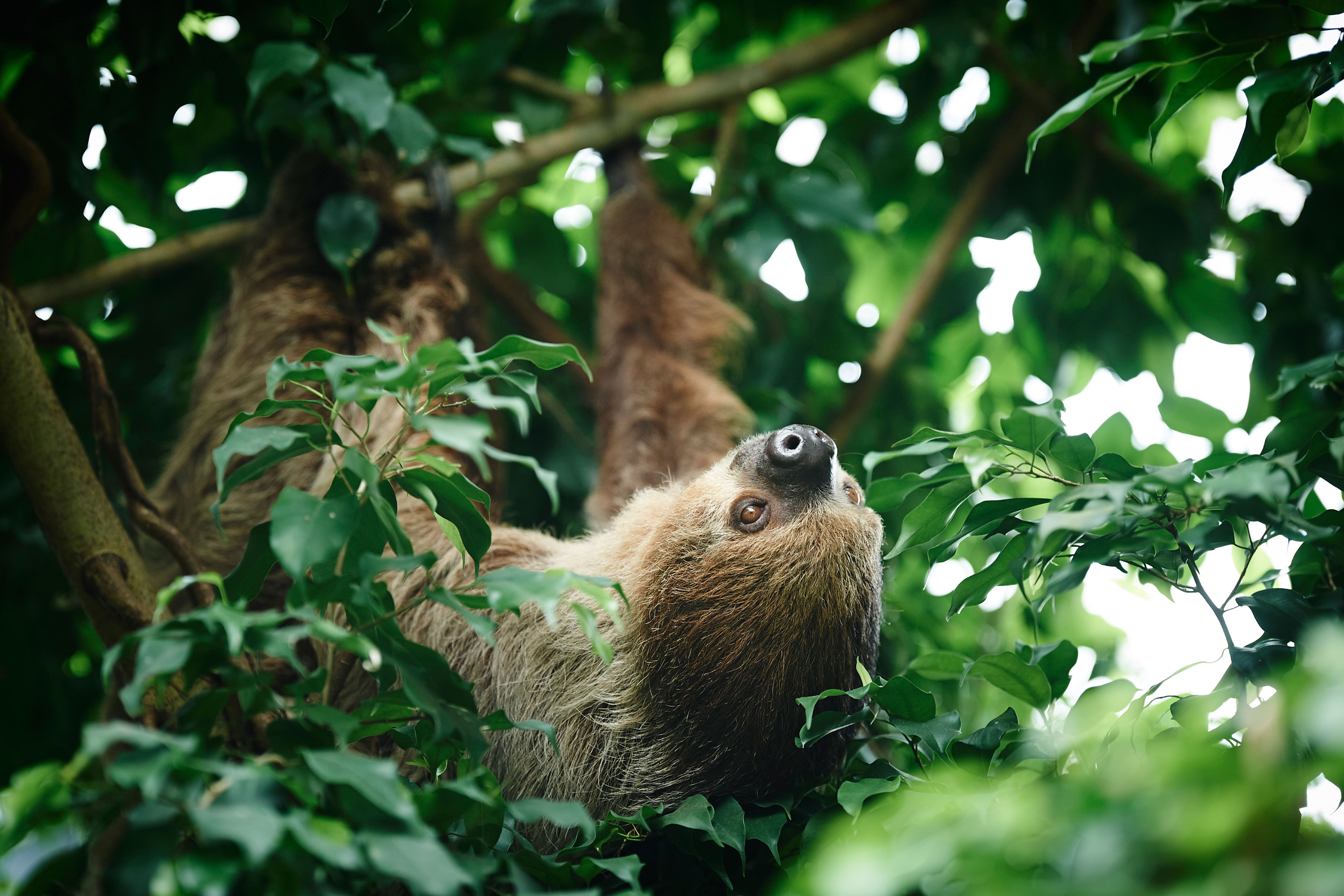 Dovendyr i regnskoven i Odense ZOO