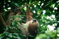 Dovendyr i regnskoven i Odense ZOO