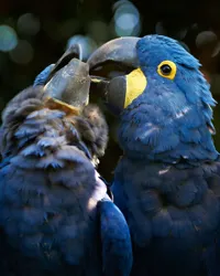 Hyacint-araer napper hinanden close up Odense ZOO