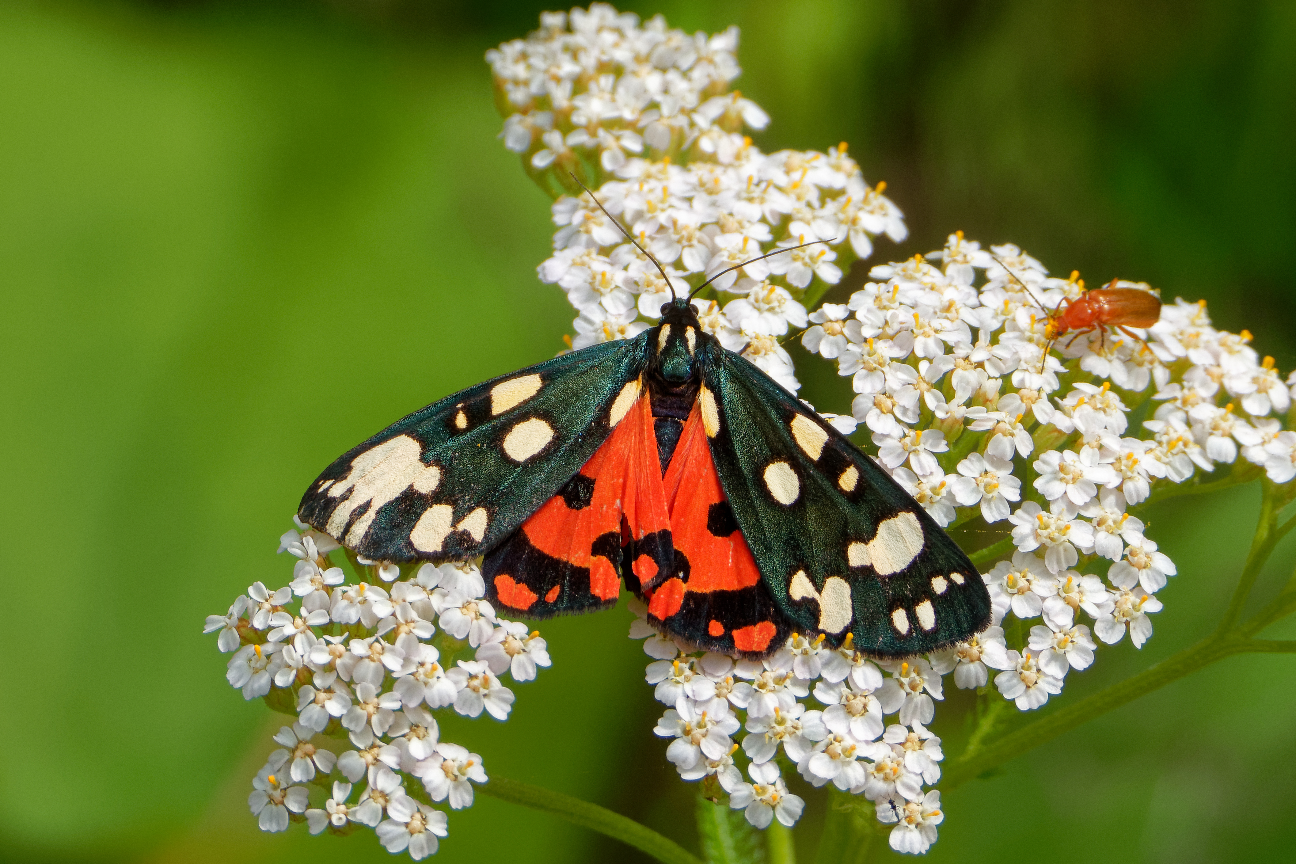 Brun Bjørnespinder, Arctia Caja