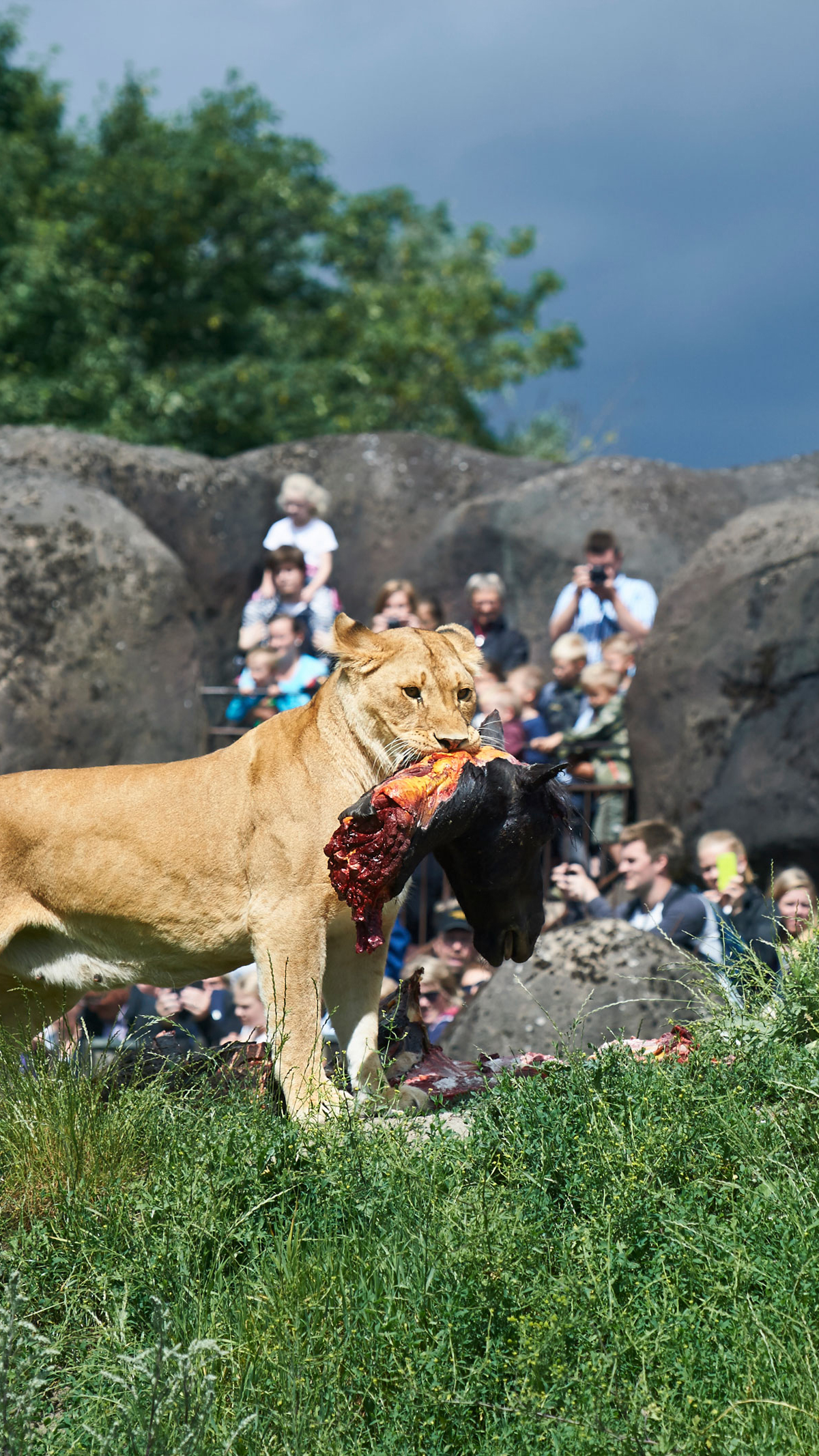 Hunløve med hestehoved i Odense ZOO