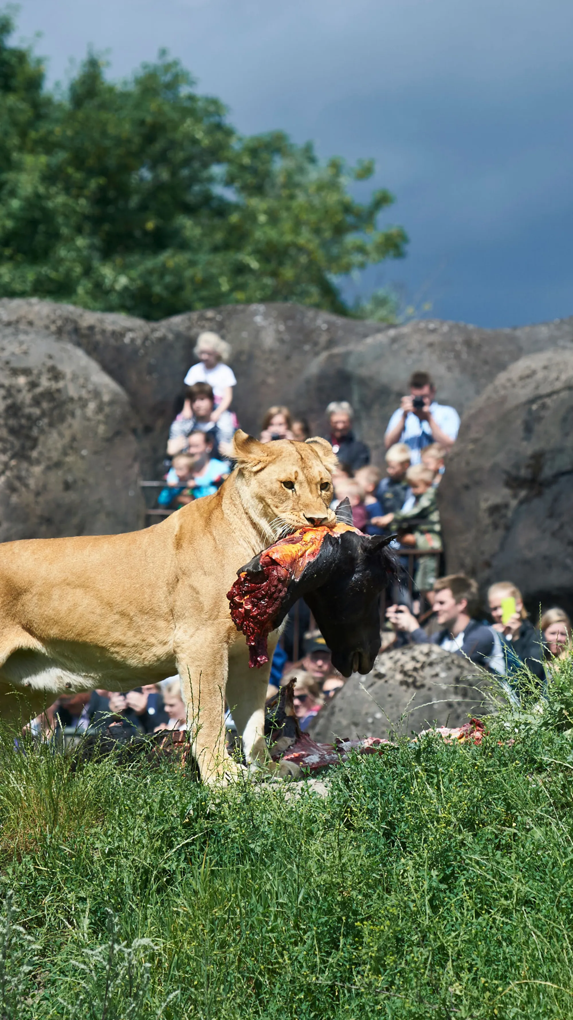 Hunløve med hestehoved i Odense ZOO