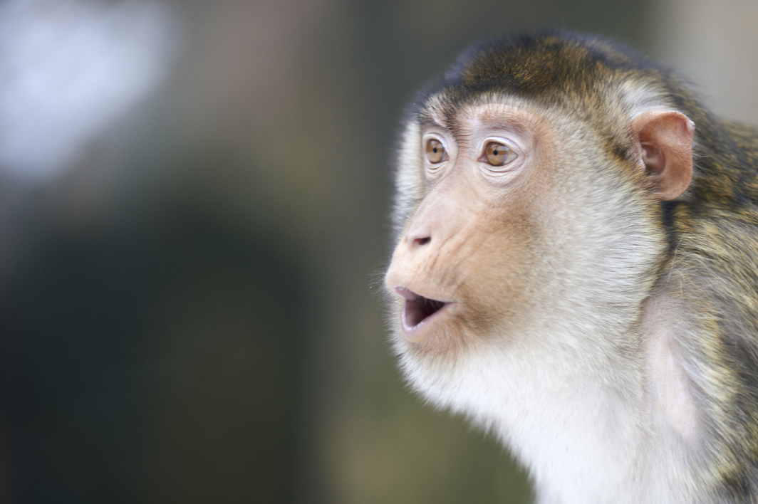 Makak i Odense ZOO.jpg