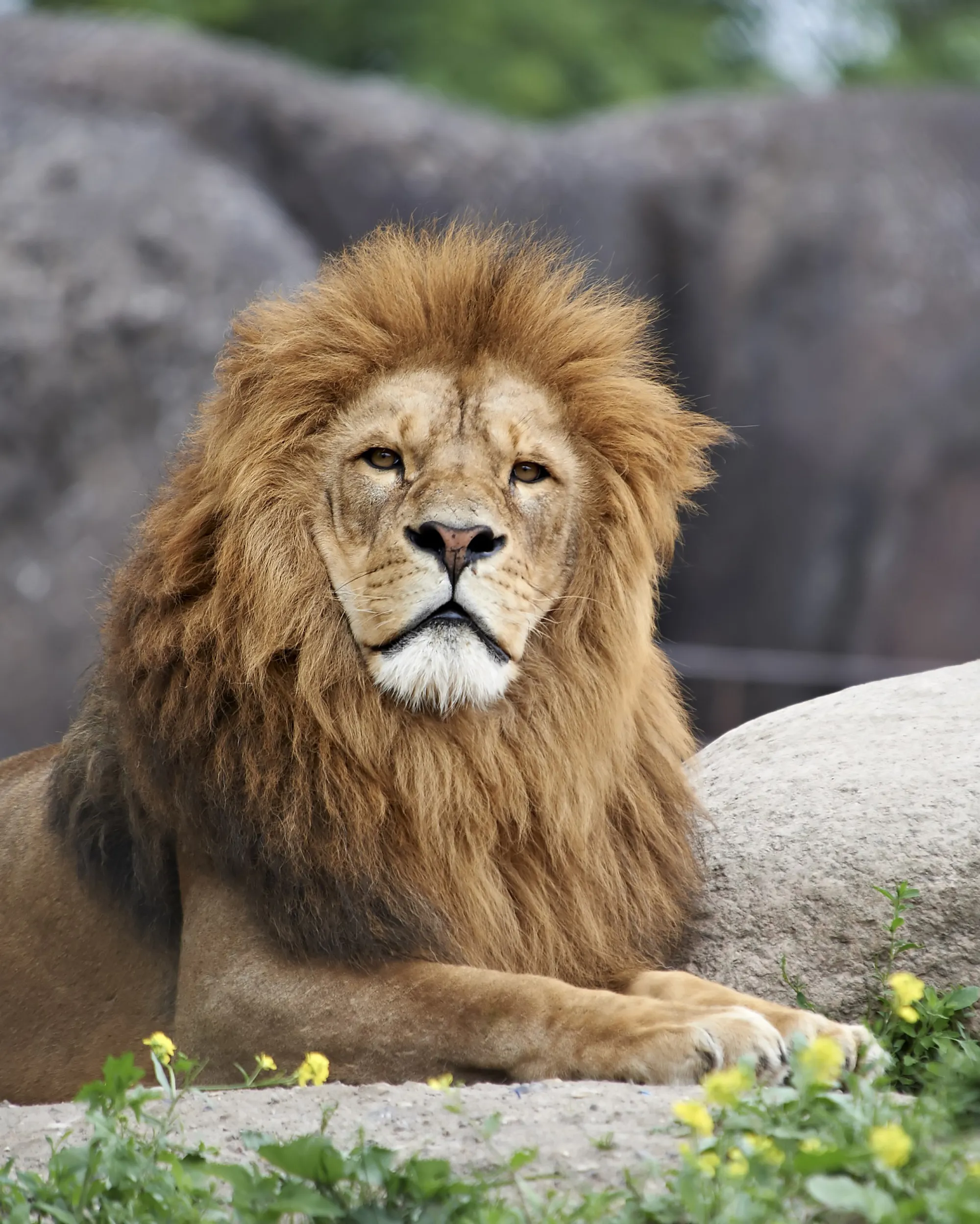 Hanløve i Odense ZOO close up højformat