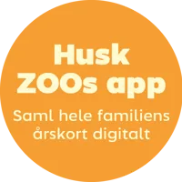 Rød panda - Odense ZOO