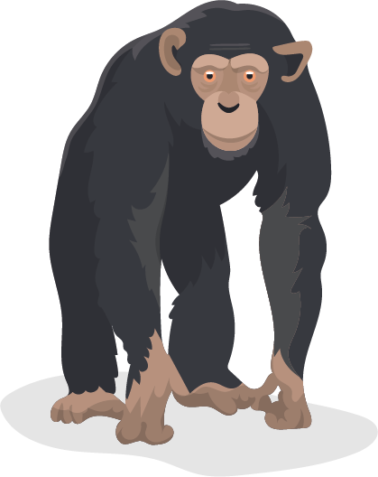 Chimpanse