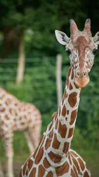 Giraf på savannen i Odense ZOO