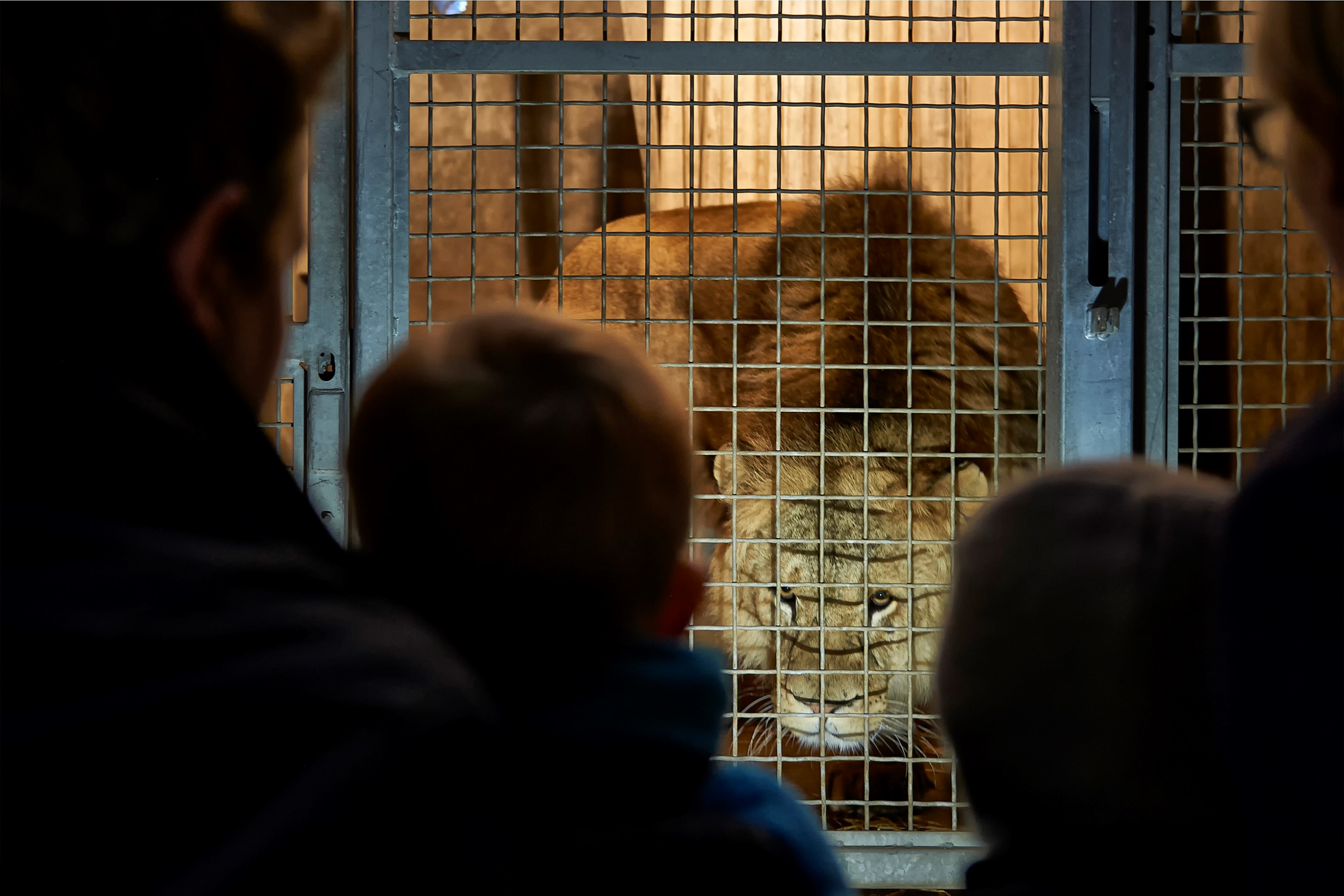 Overnat i Odense og kom med bag kulisserne og på rundvisning i Odense ZOO gæster i løvestald