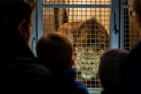 Overnat i Odense og kom med bag kulisserne og på rundvisning i Odense ZOO gæster i løvestald