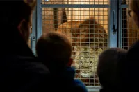 Overnat i Odense og kom med bag kulisserne og på rundvisning i Odense ZOO gæster i løvestald