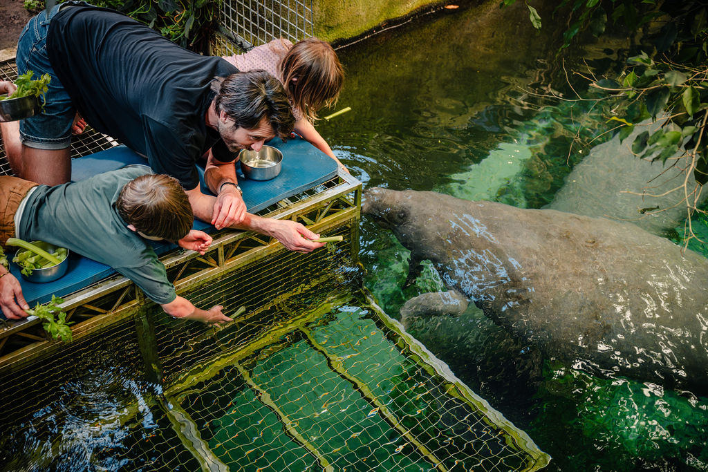 far og børn fodrer søkøer i Odense ZOO