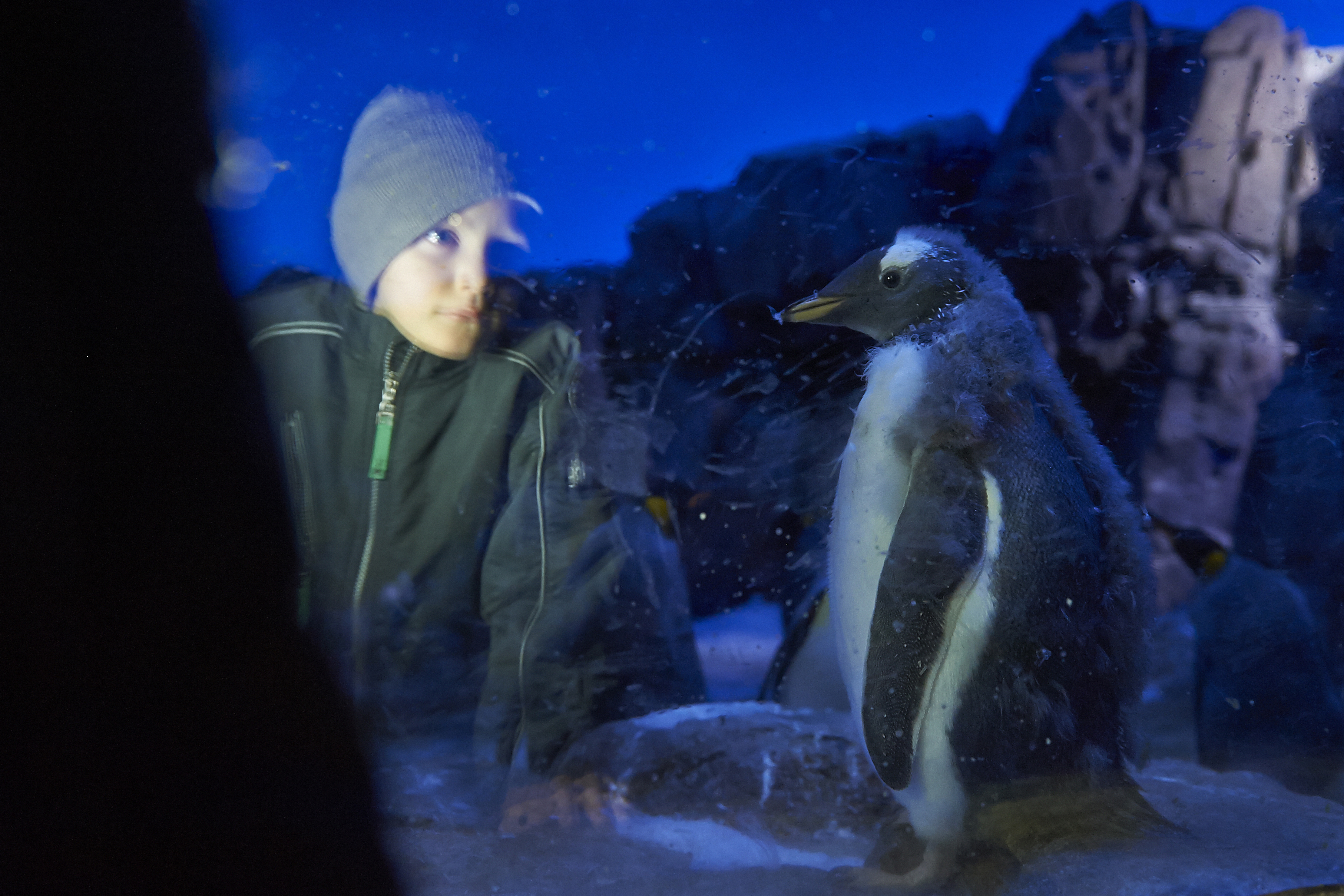 Dreng betragter pingvin i Odense ZOO