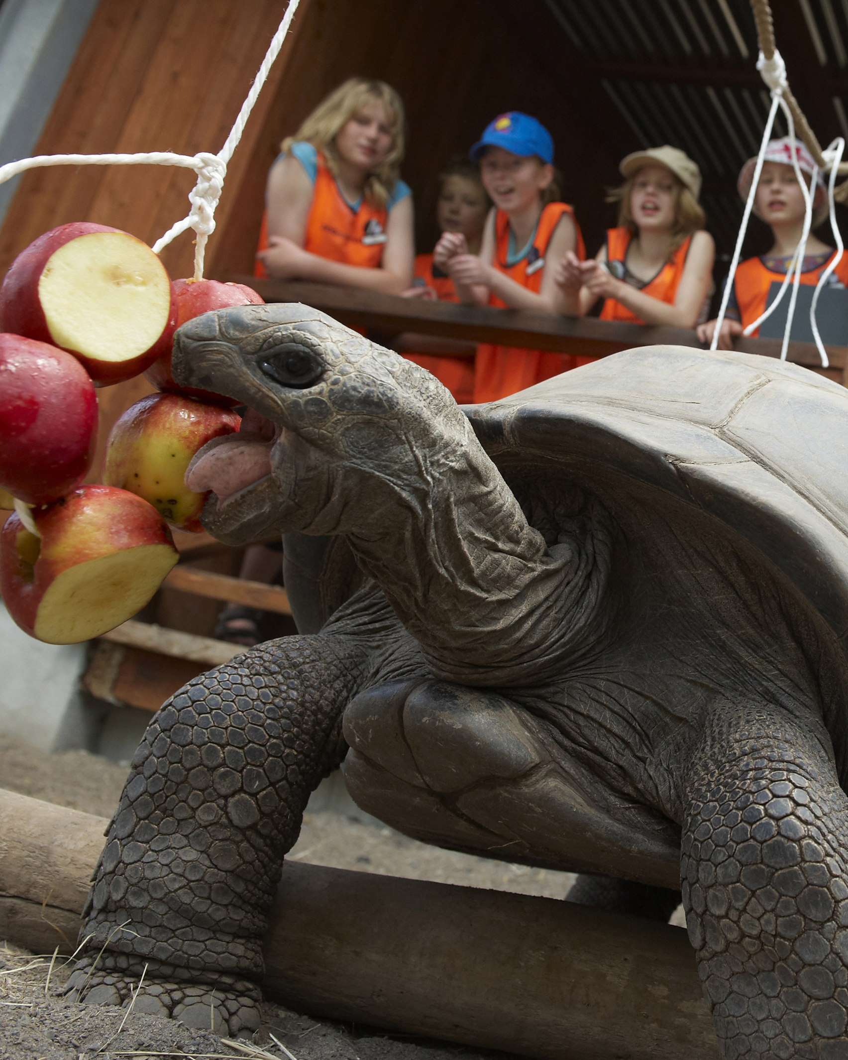 Elever på ZOOskole ZOOmmerskole i Odense ZOO på besøg hos kæmpeskildpadder