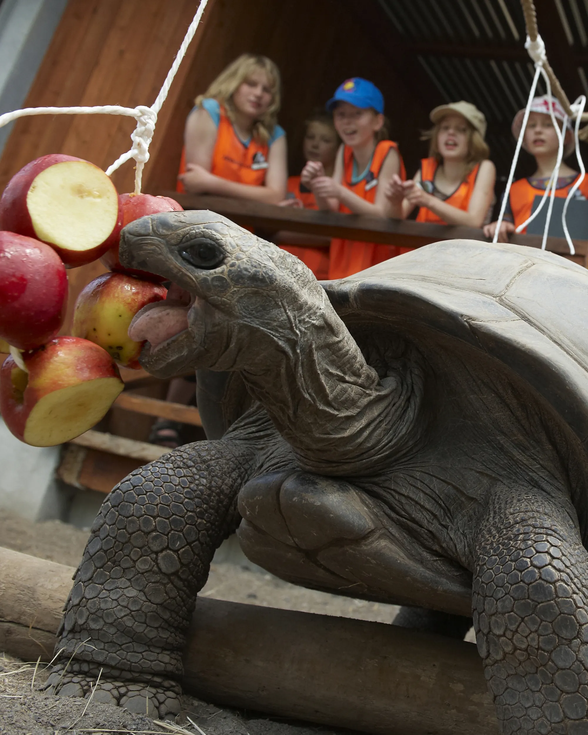 Elever på ZOOskole ZOOmmerskole i Odense ZOO på besøg hos kæmpeskildpadder