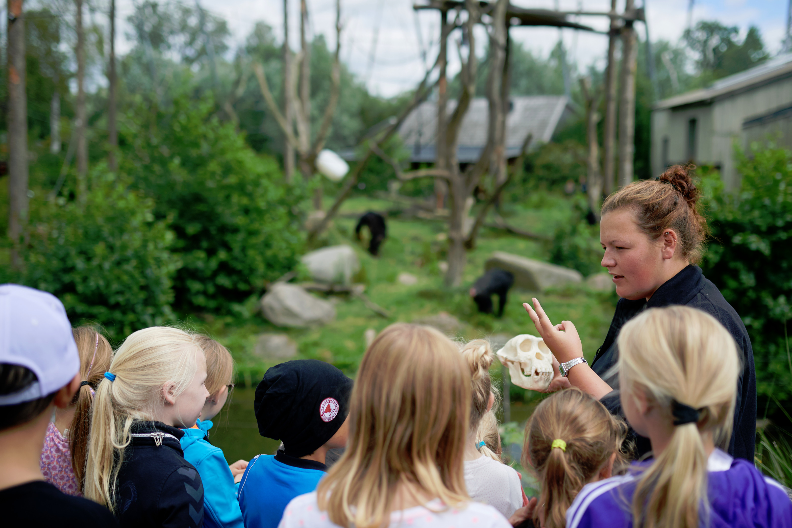 Guide med elever ved chimpanserne i Odense ZOO
