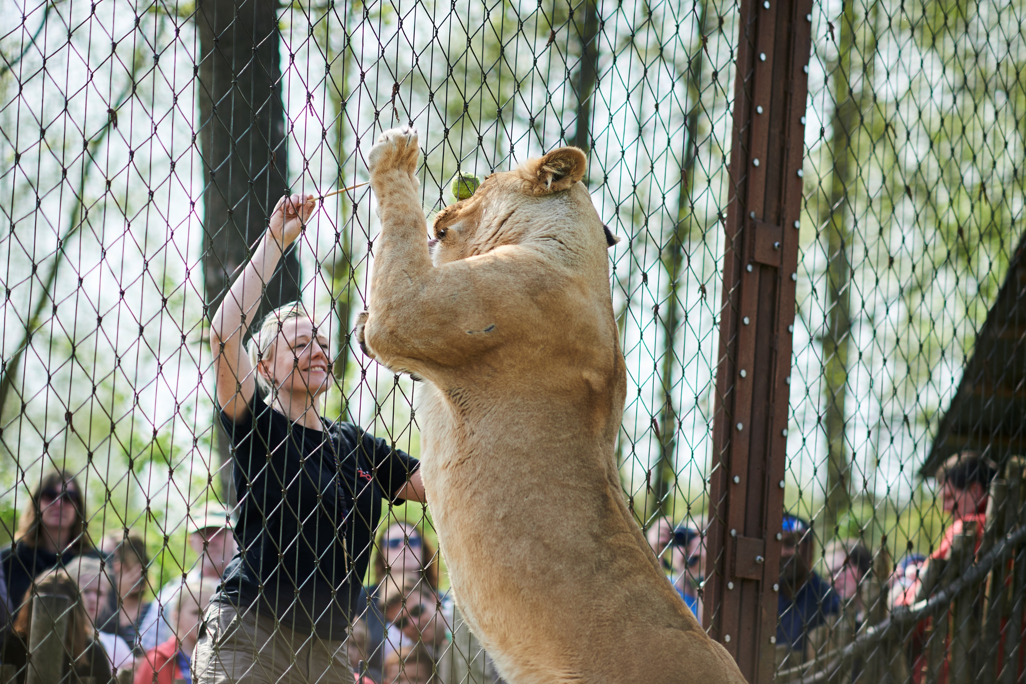 Træning af løve i Odense ZOO