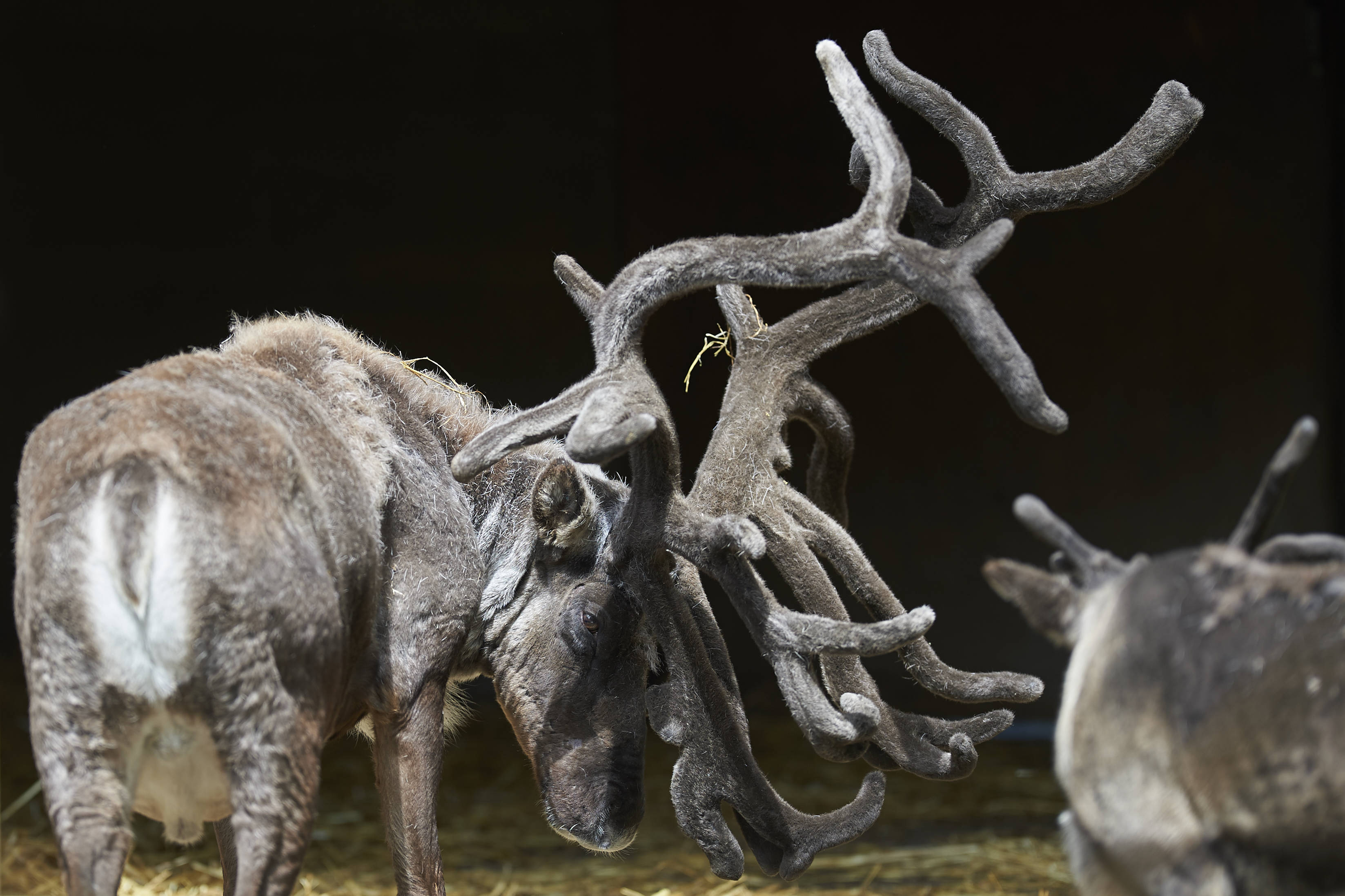 Rensdyr med stort gevir i Odense ZOO