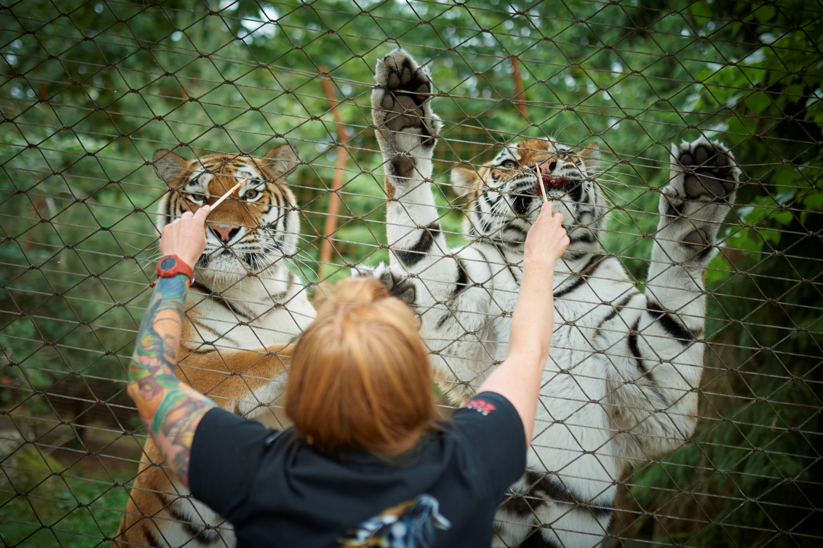Sibiriske tigere trænes i Odense ZOO