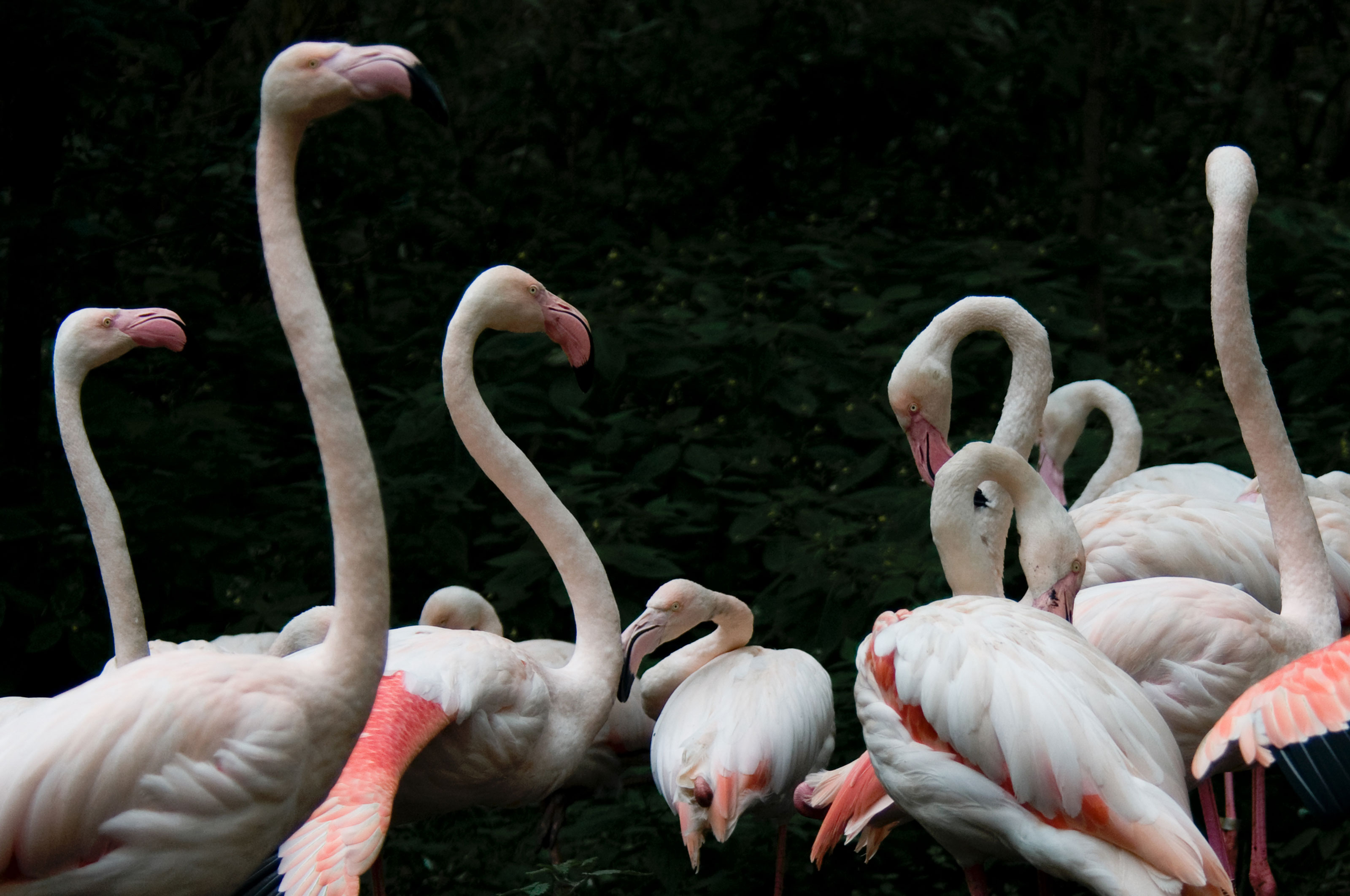 Flamingoer i Flok i Odense ZOO