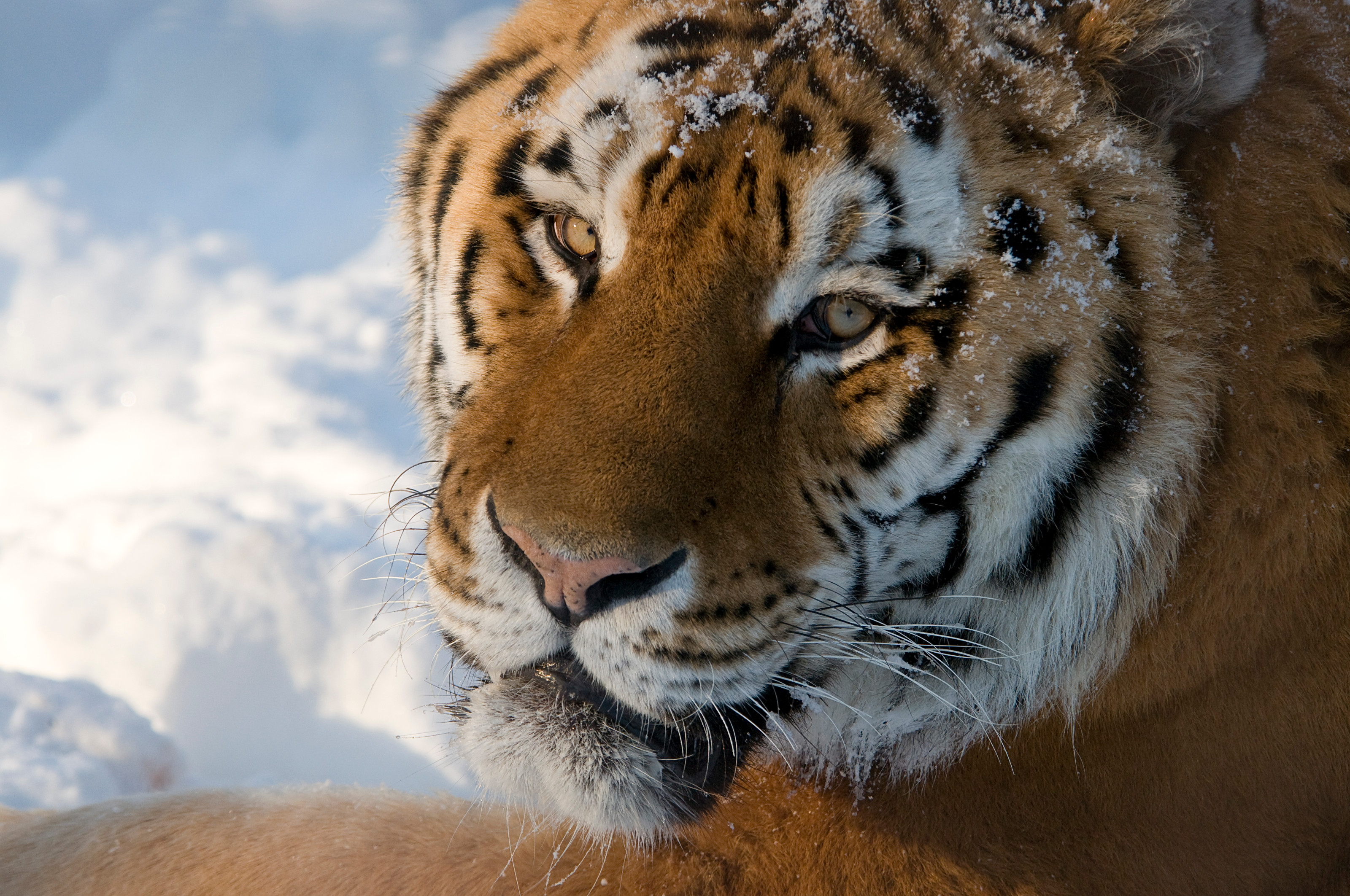 Tiger i sne close up Odense ZOO