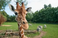 Close up af giraf i Odense ZOO