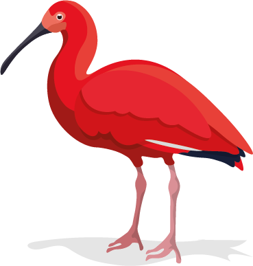 Rød ibis
