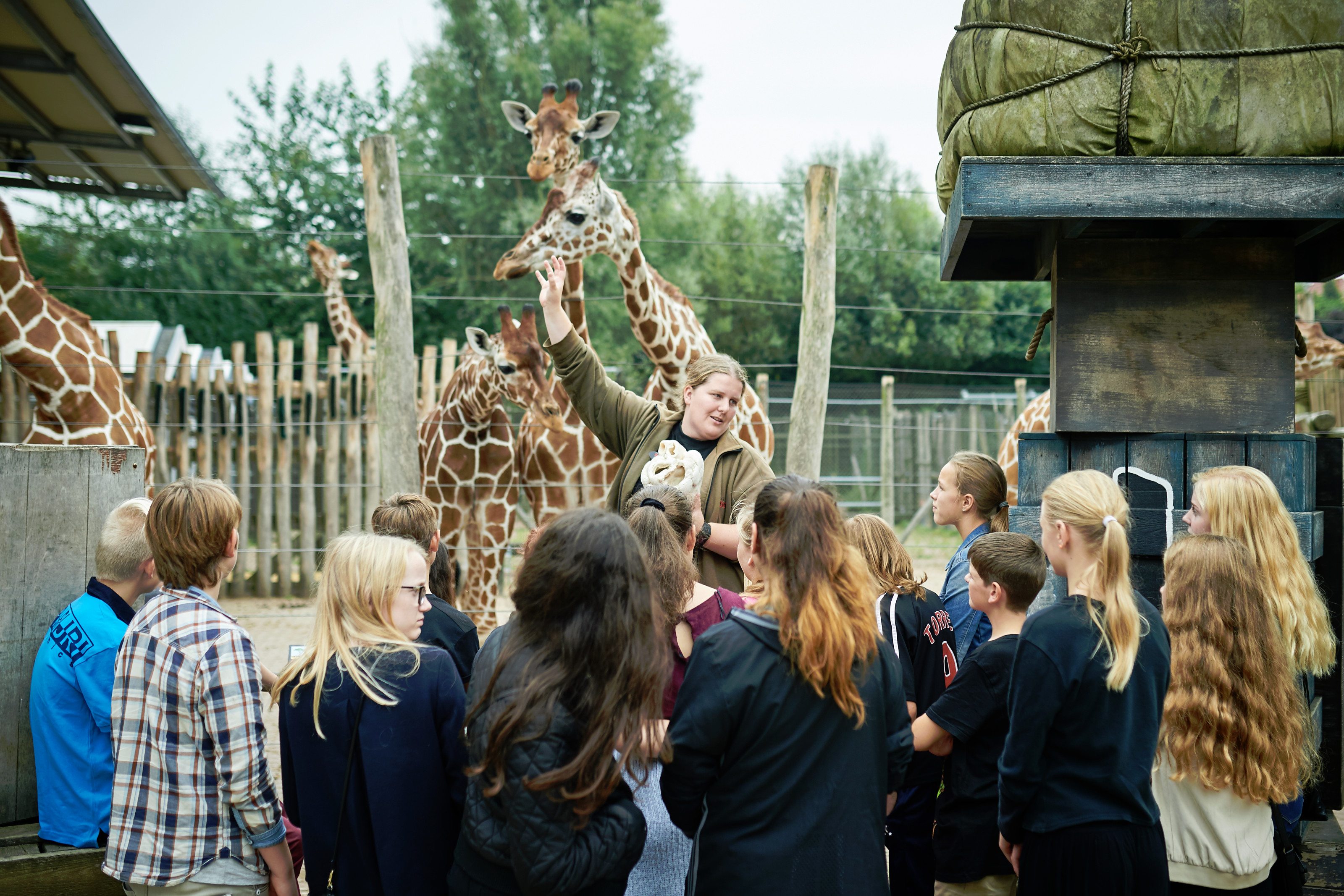 Undervisning ved giraffer guide og elever Odense ZOO