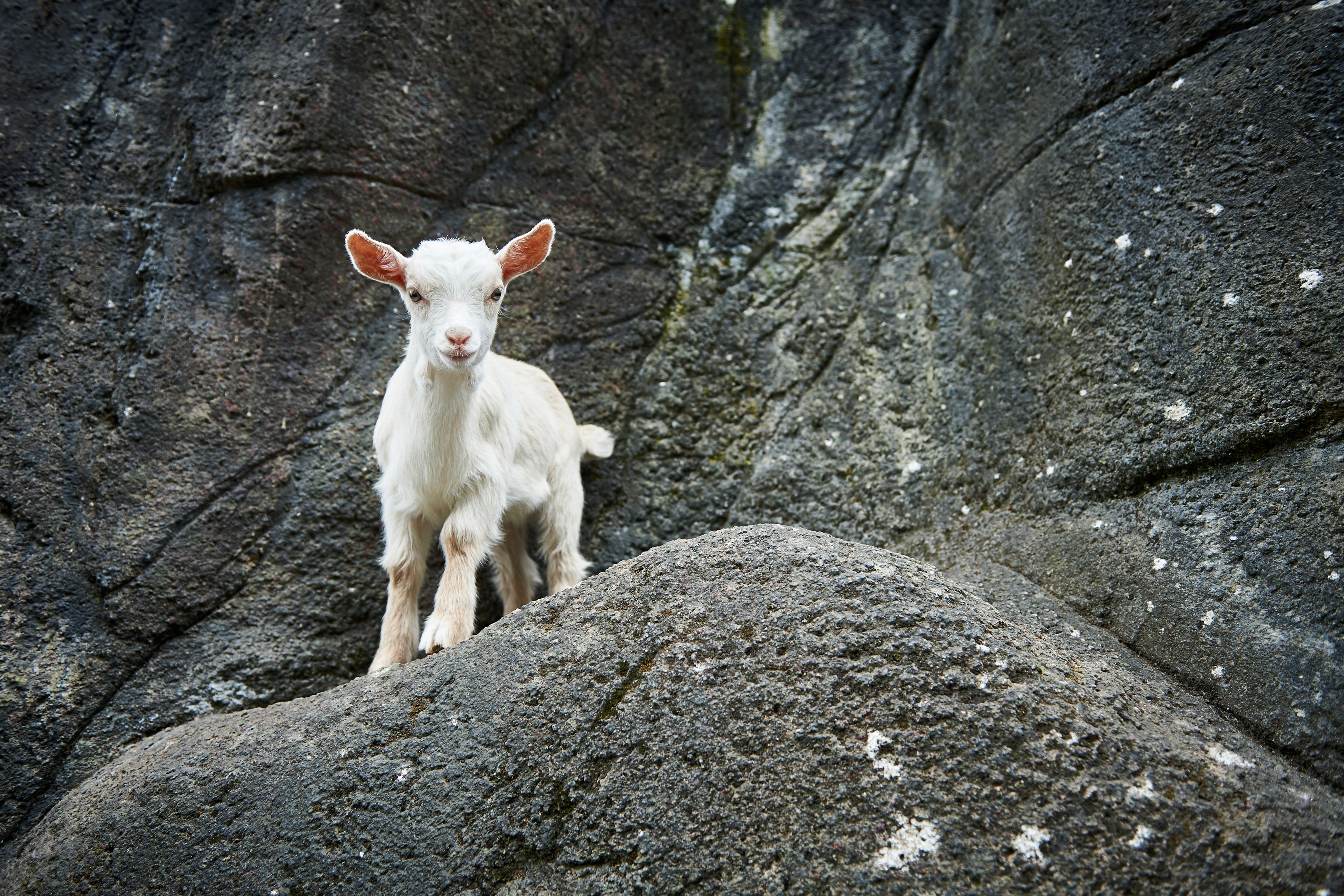 Gedekid på klippe i Odense ZOO