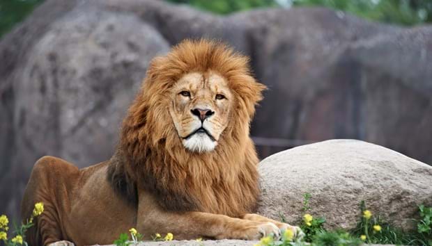 Hanløve i Odense ZOO tværformat 620 x 354