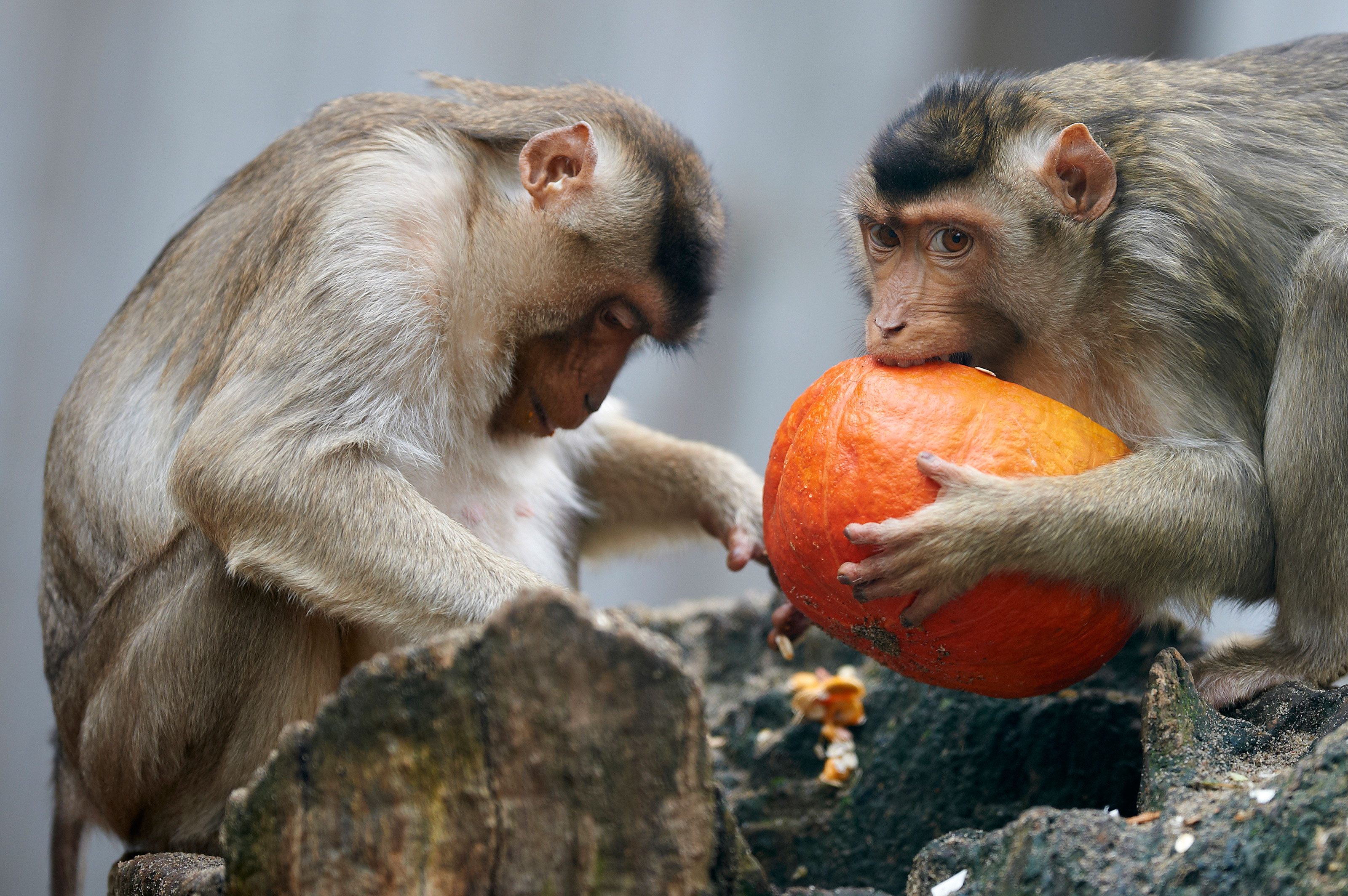 Makak Svinehale aber med græskar til Halloween i Odense ZOO
