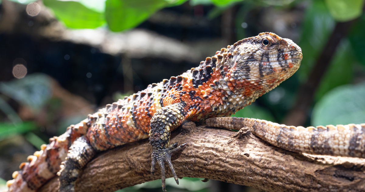 Chinese crocodile lizard - Odense ZOO
