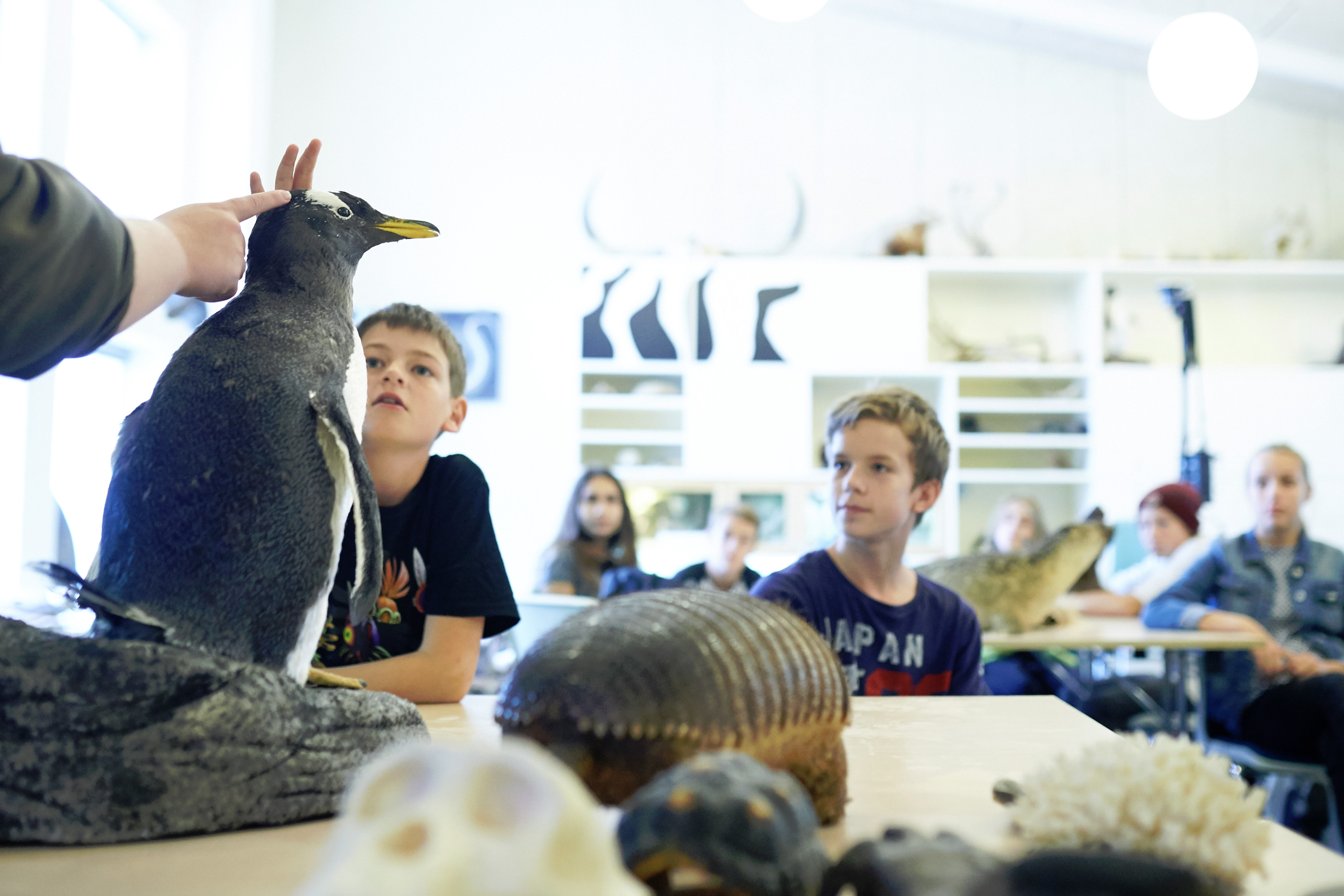 Undervisning Darwins Hus udstoppet pingvin Odense ZOO