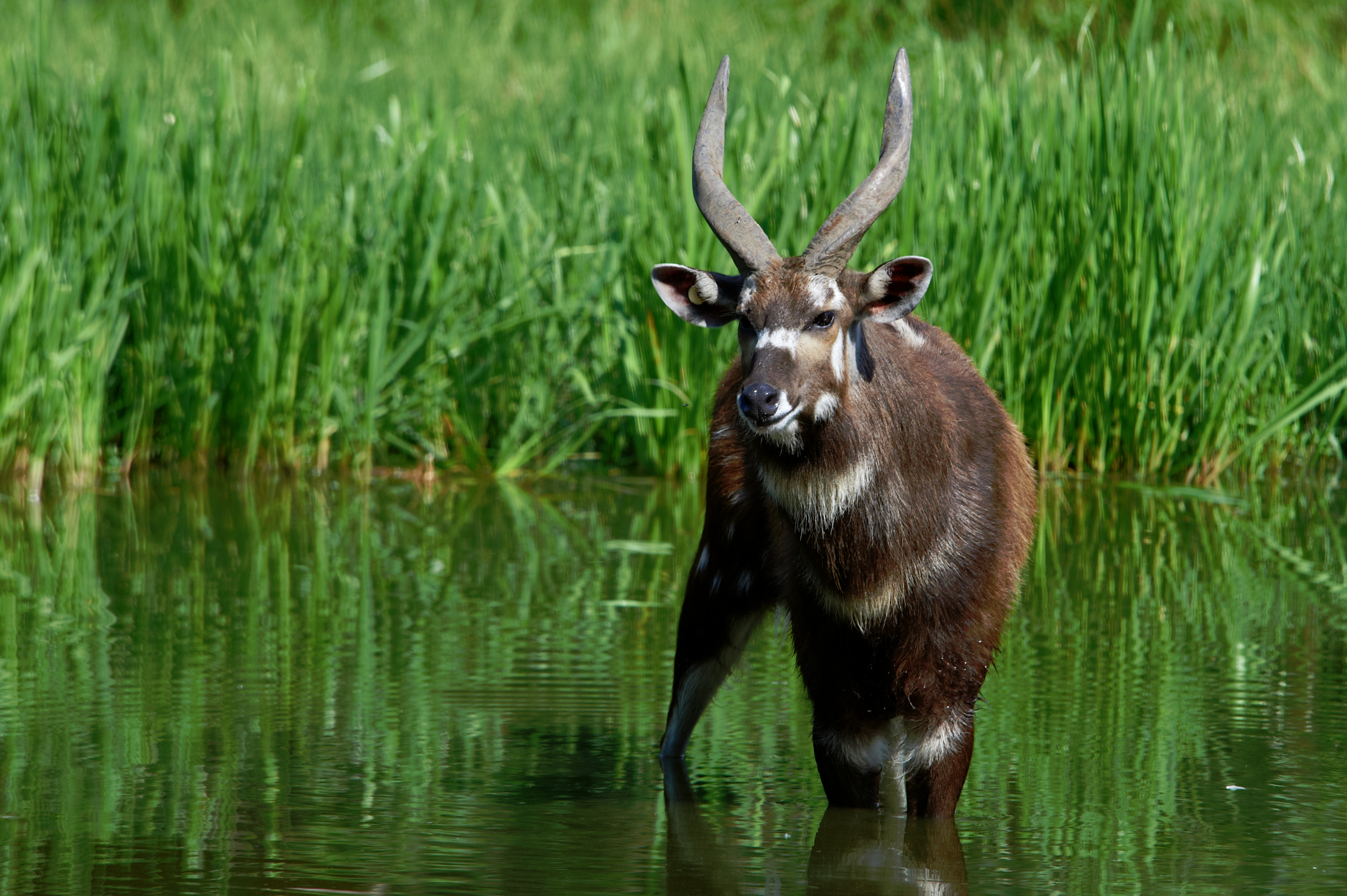 Sitatunga han i vand i Odense ZOO