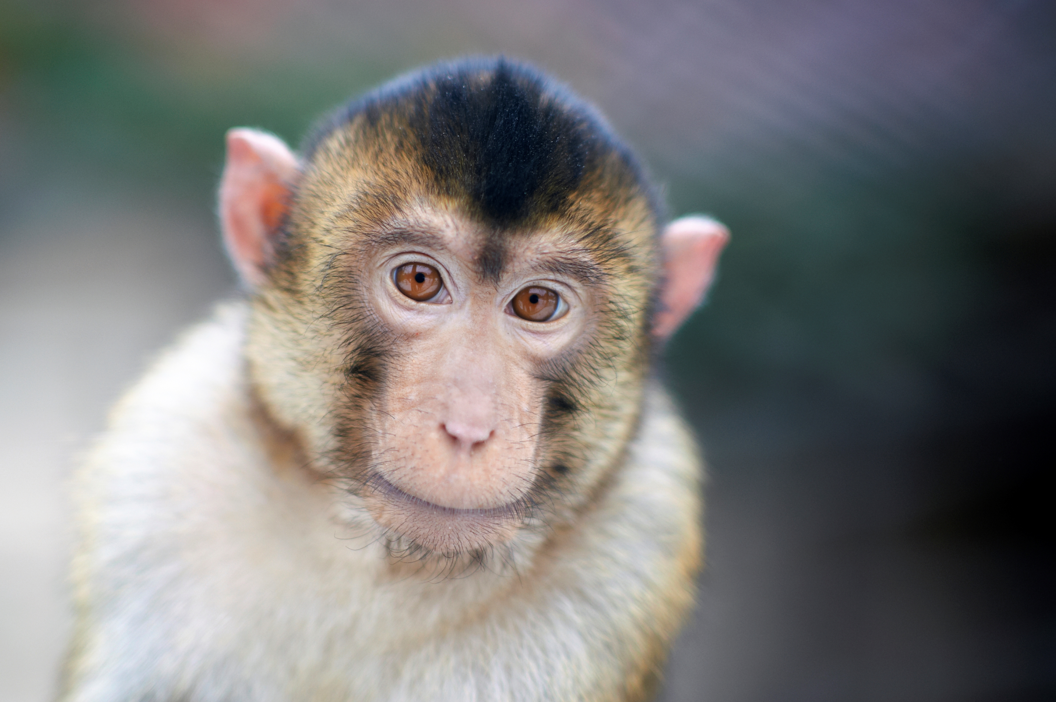 Svinehaleabe makak i Odense ZOO