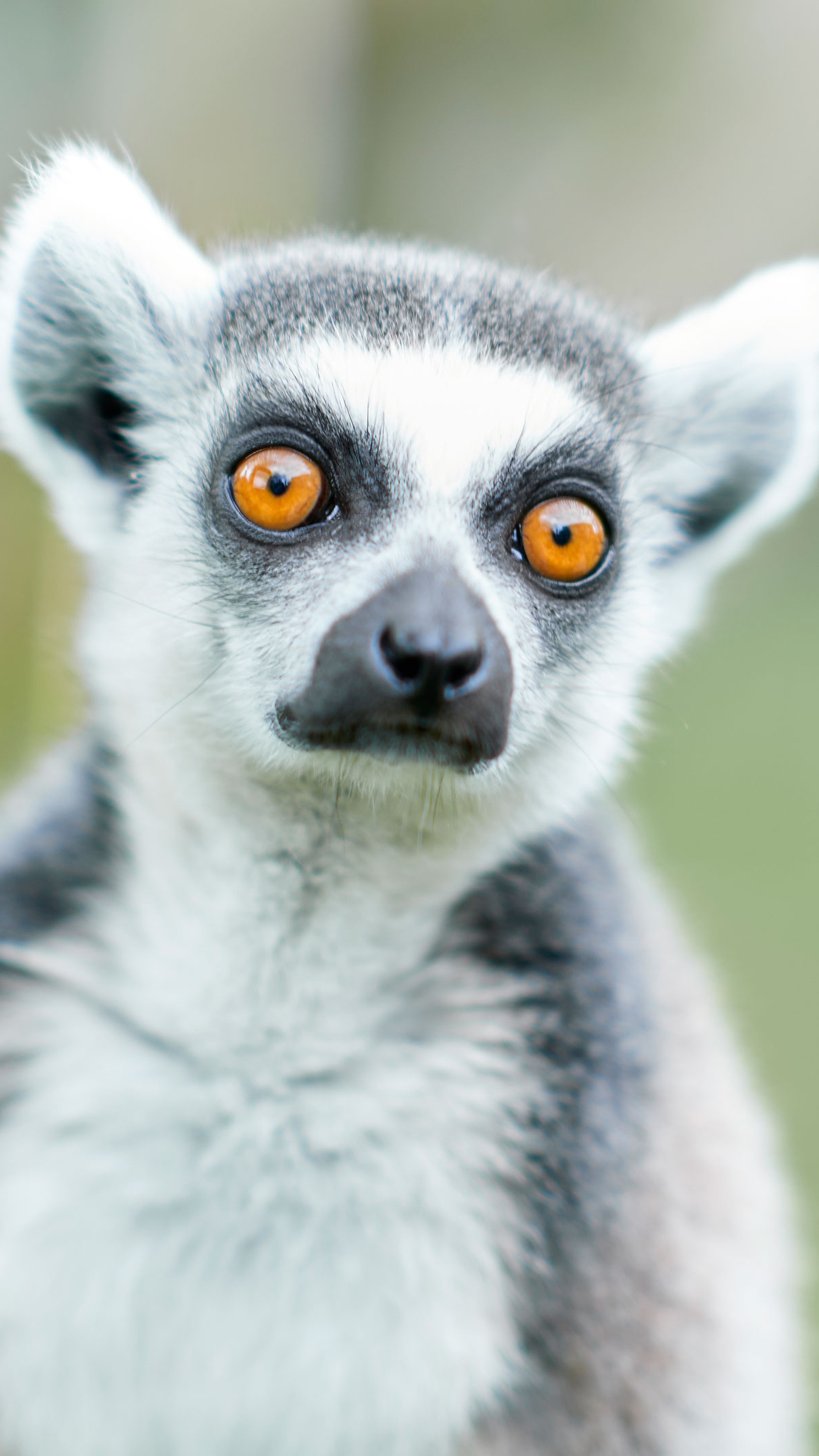 Close up af katta lemur i Odense ZOO højformat